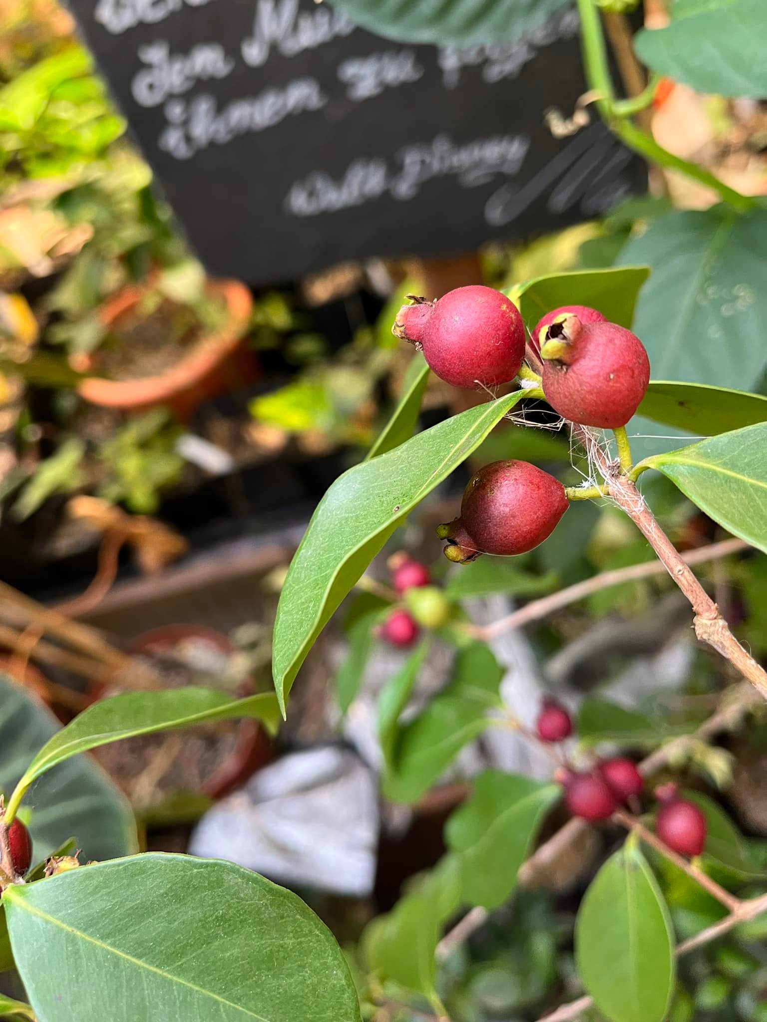 Psidium cattleyanum - Strawberry Guava  - 1 potted plant / 1 getopfte Pflanze