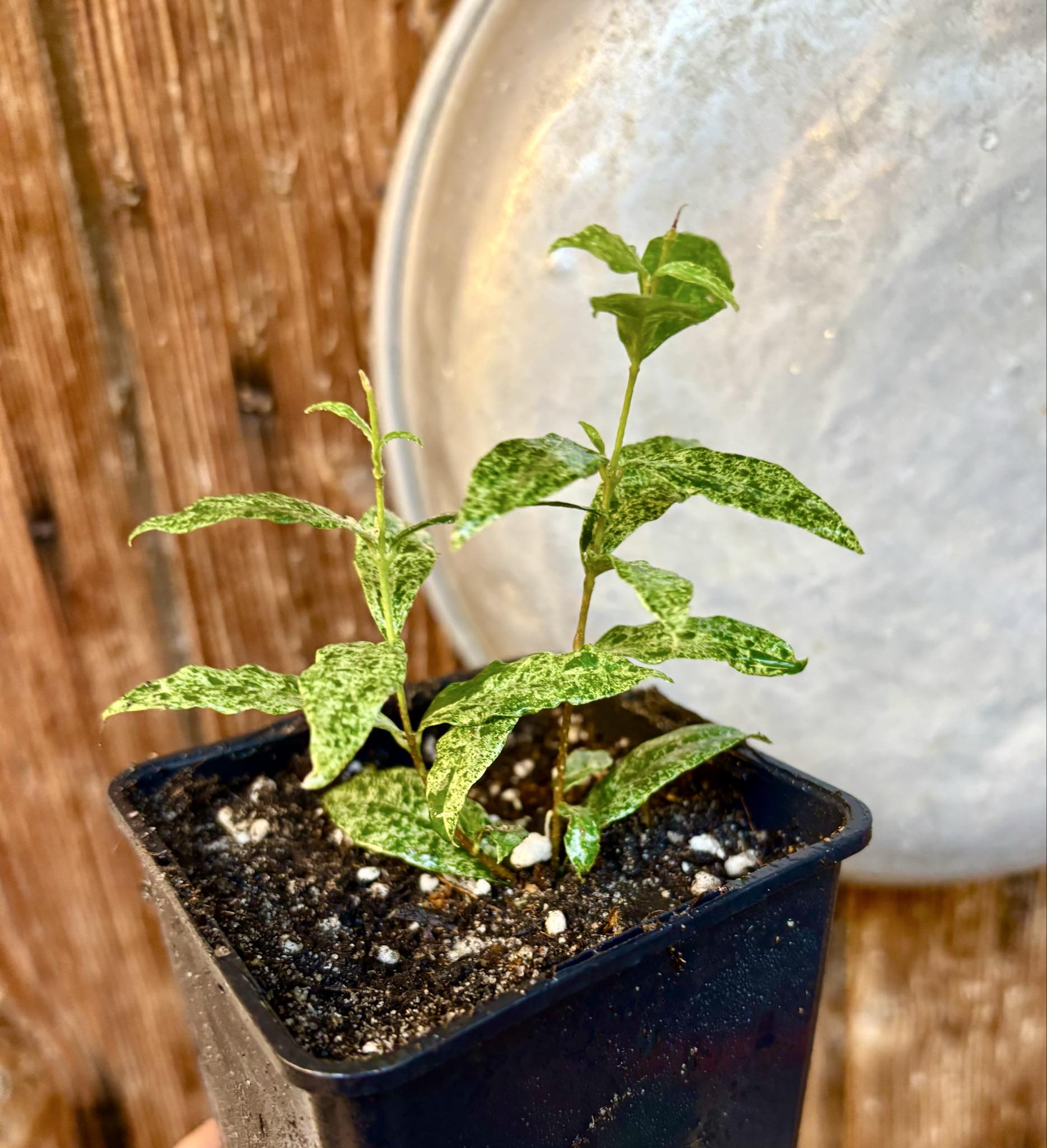 two shots from one cutting - variegated Acerola (Malpighia glabra) rooted cutting - 1 potted rooted cutting / 1 getopfter, bewurzelter Steckling
