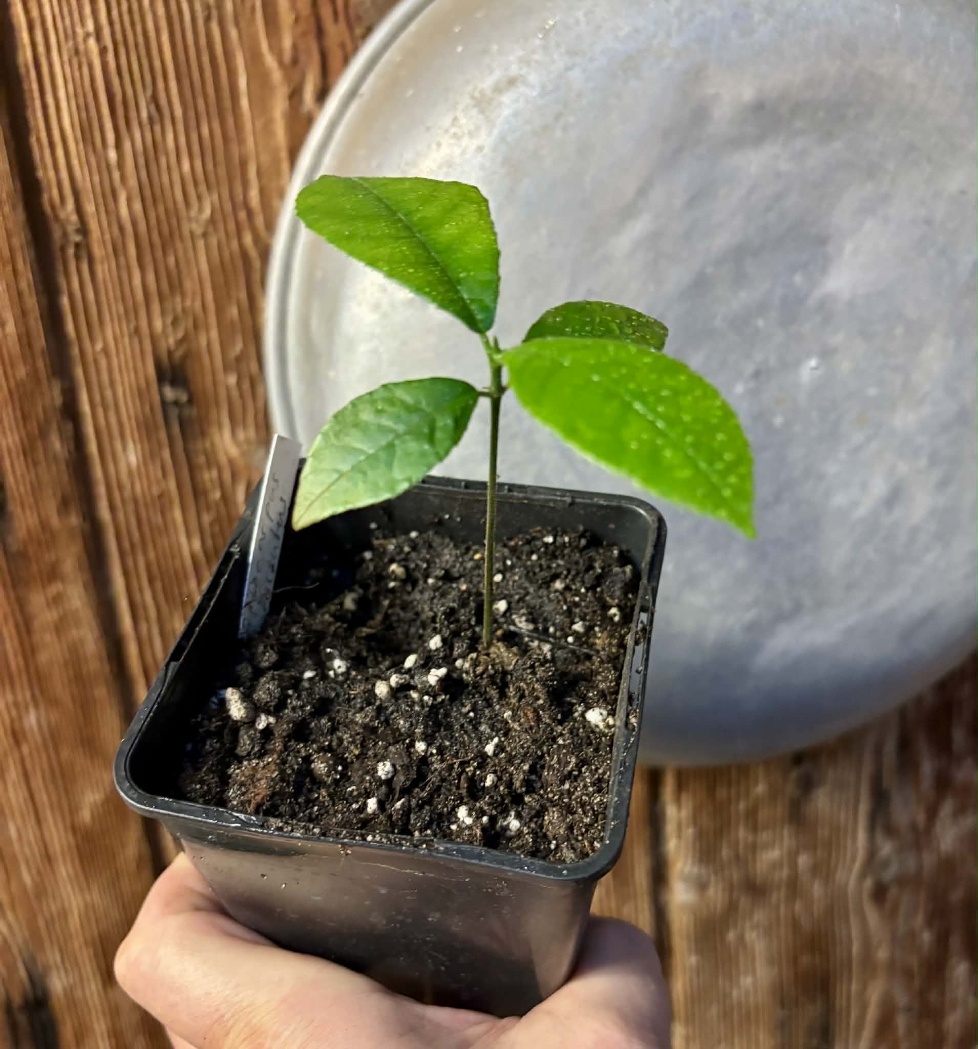 Artocarpus hirsutus  -  1 potted seedling / 1 getopfter Sämling