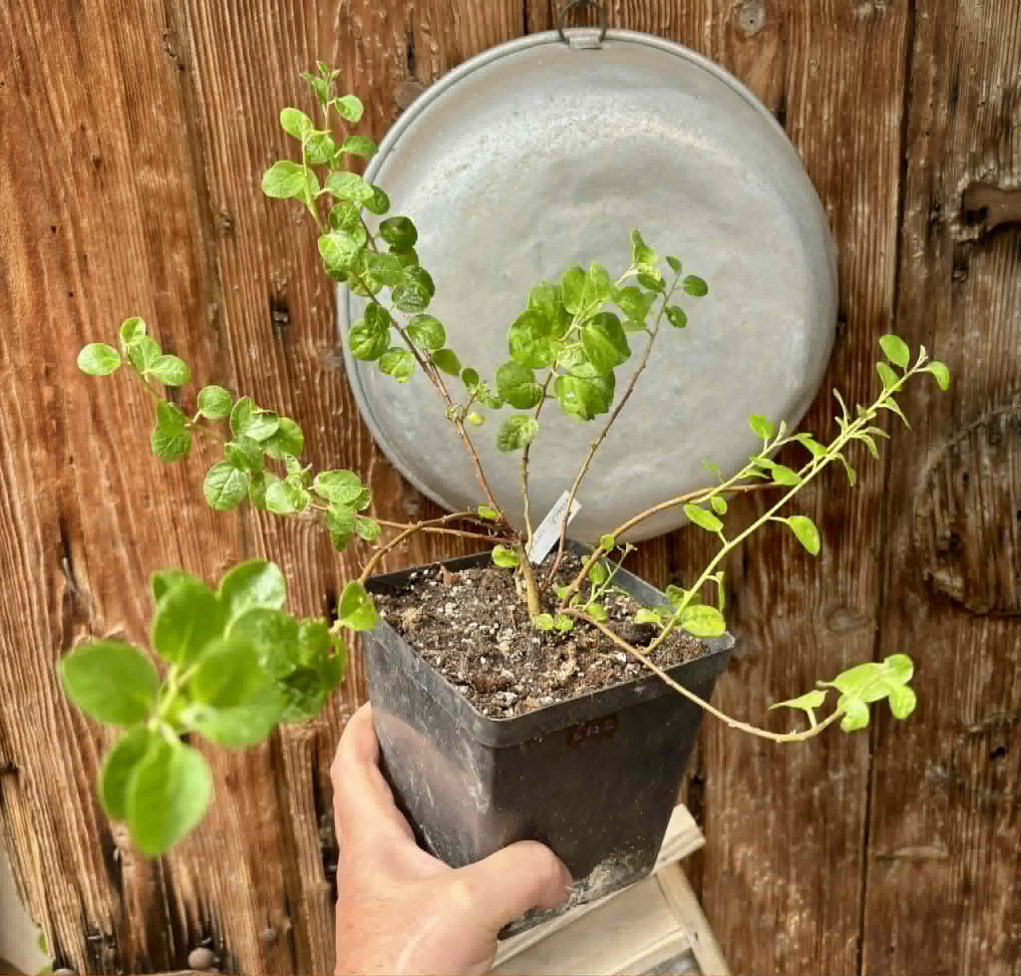 Capparis spinosa var. inermis - 1 potted plant / 1 getopfte Pflanze