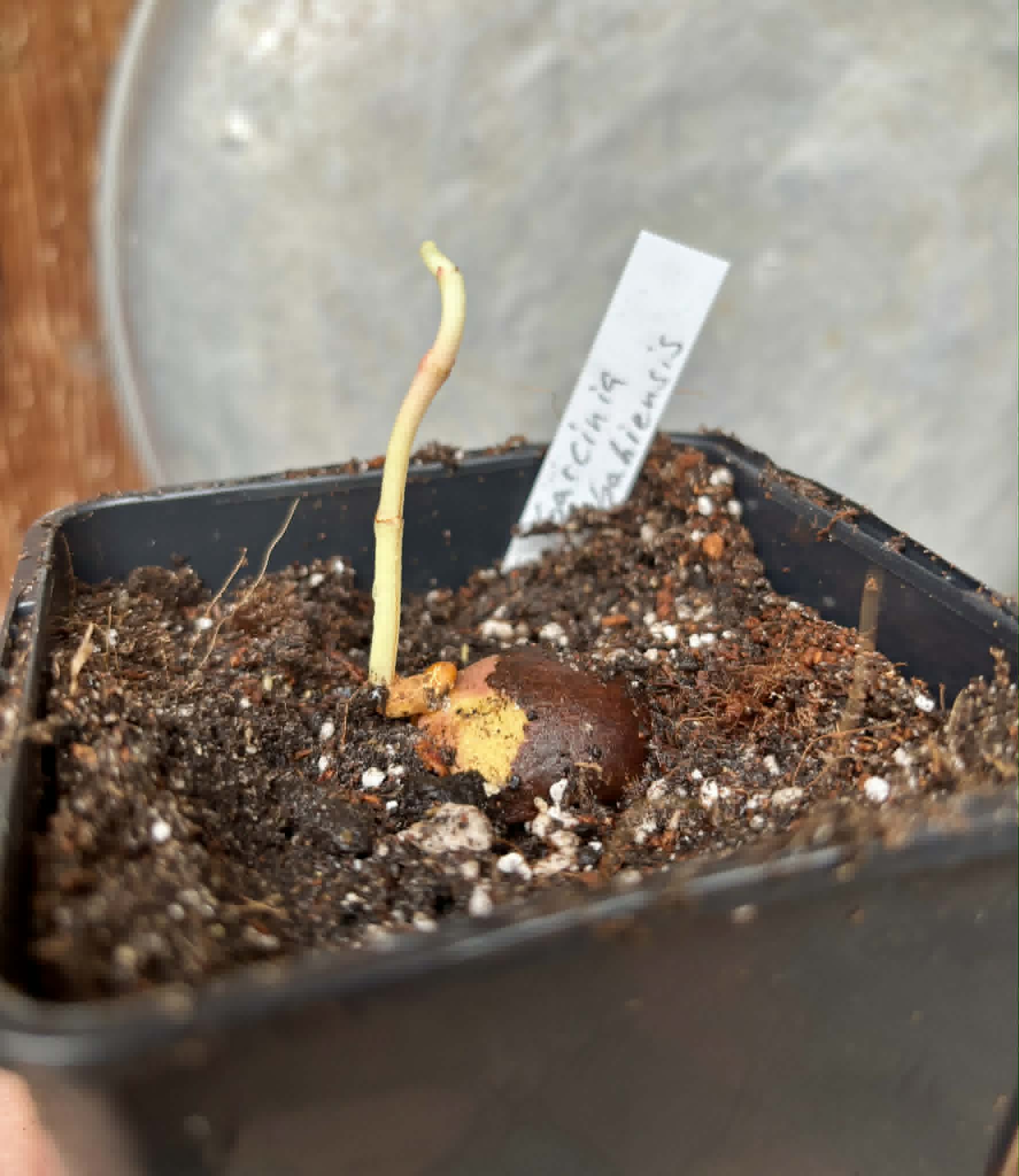Garcinia bahiensis - 1 potted seedling / 1 getopfter Sämling