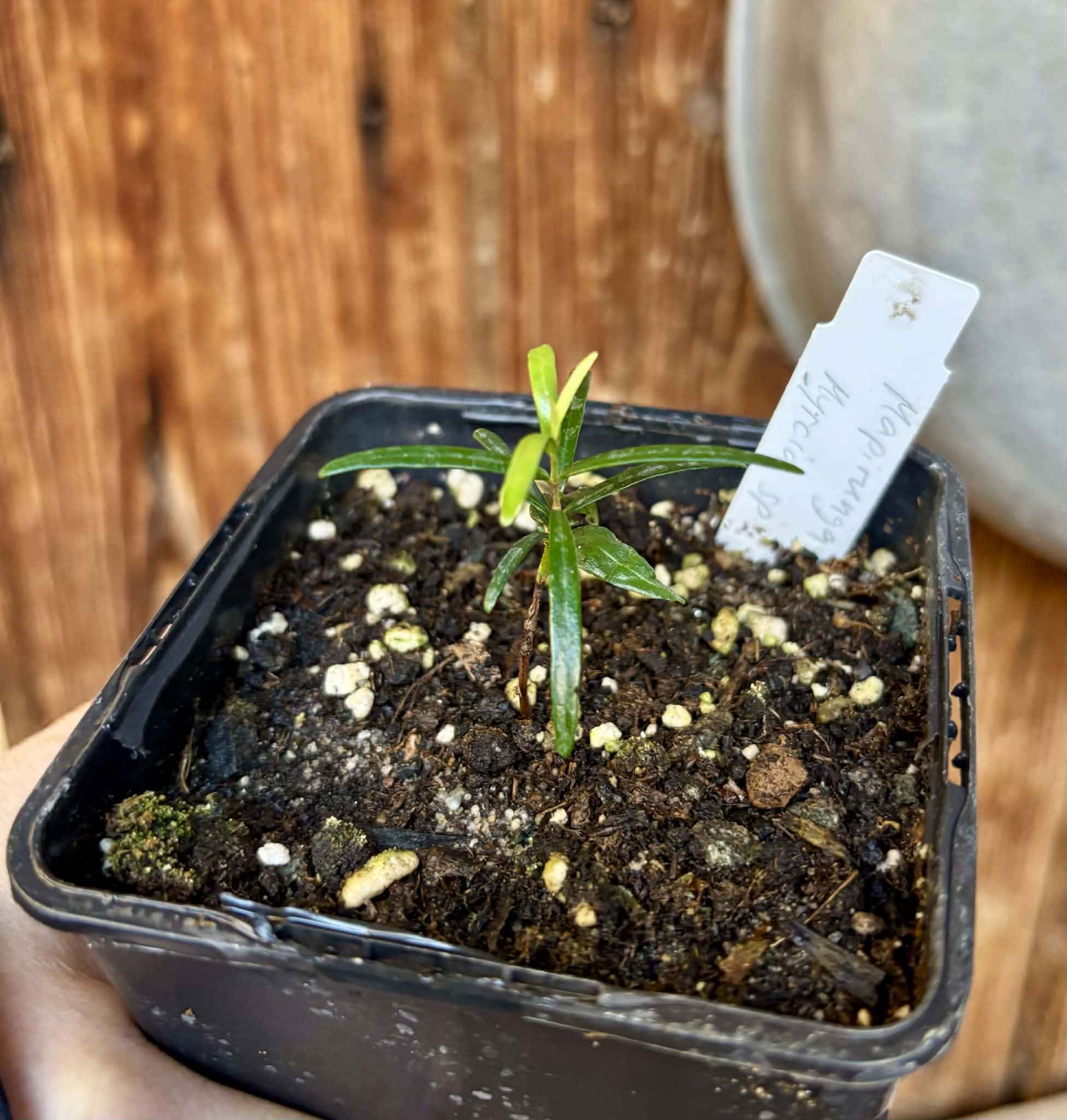 Mapirunga (Myrcia sp.)  - 1 small potted seedling / 1 kleiner, getopfter Sämling