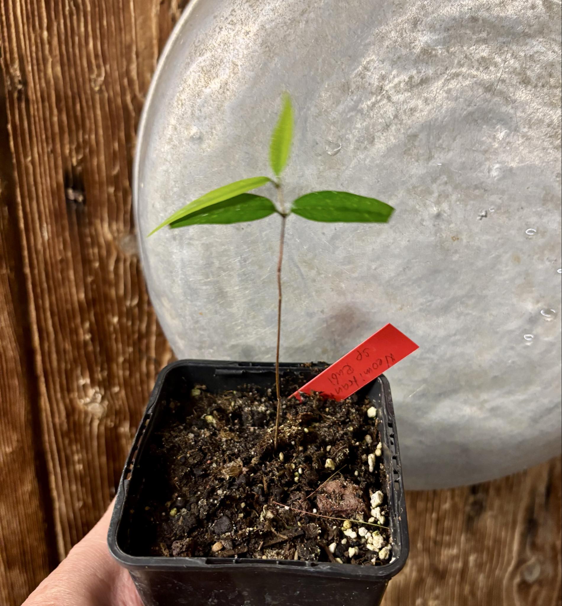 Neomitranthes sp Rubi - 1 potted seedling / 1 getopfter Sämling