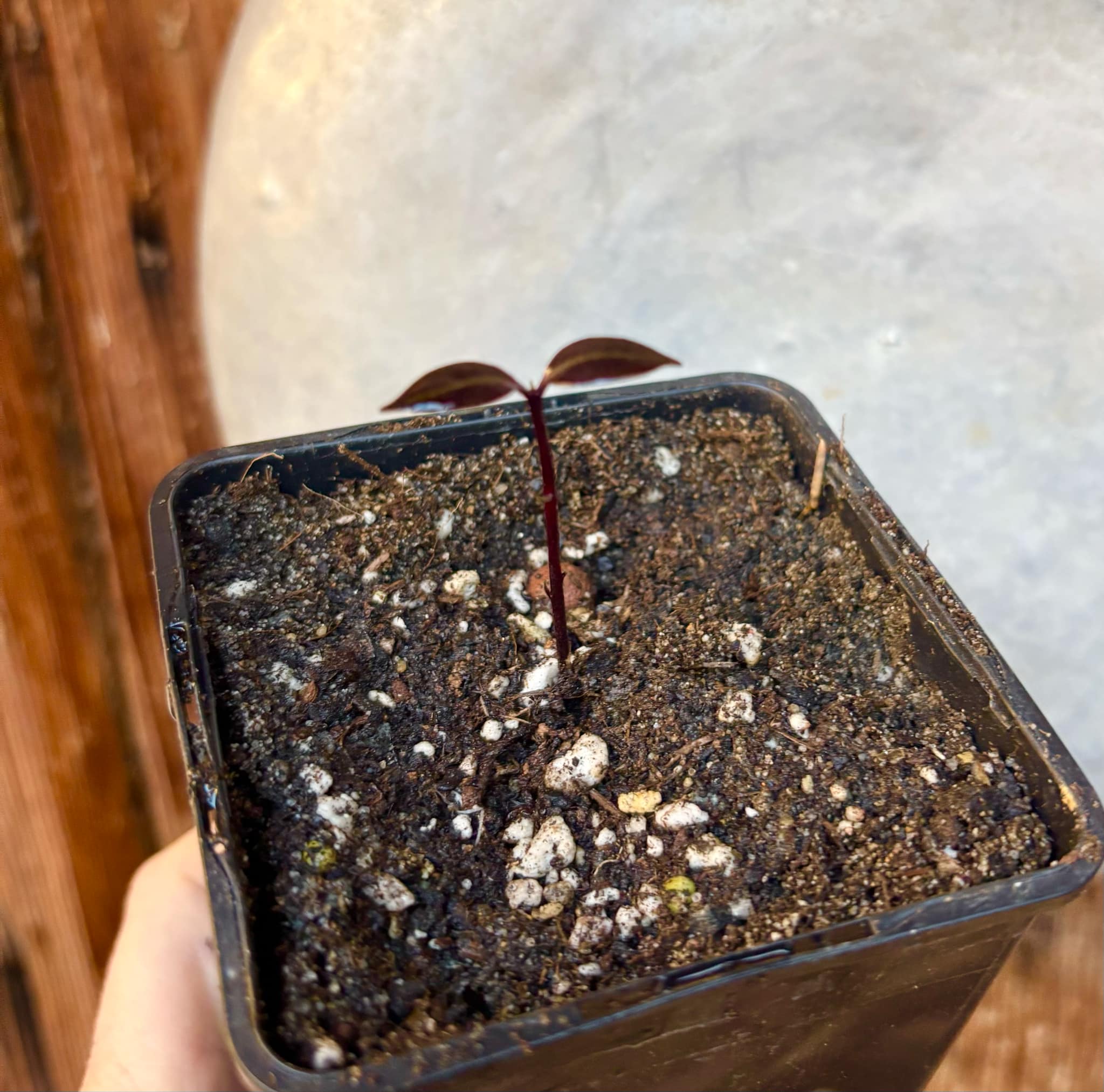 Eugenia sp Sementes branca Polpa roxa -  1 small potted seedling / 1 kleiner, getopfter Sämling