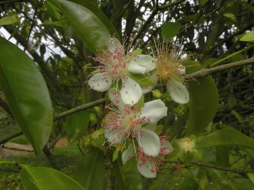 Ultra rare - Barapiroca Acu (Calycolpus legrandii) - 1 potted plant / 1 getopfte Pflanze Ultra rare - Barapiroca Acu (Calycolpus legrandii) - 1 potted plant / 1 getopfte Pflanze