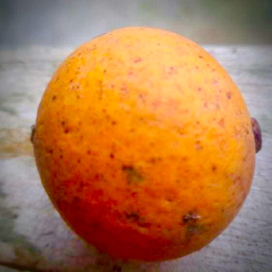 Plinia costaricensis - 1 germinated seed / 1 gekeimter Samen Plinia costaricensis - 1 germinated seed / 1 gekeimter Samen