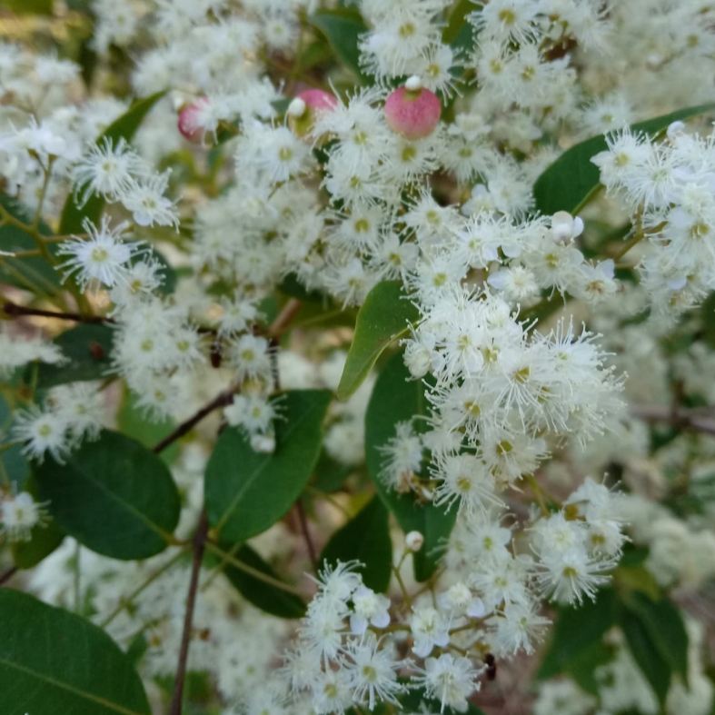 Myrcia multiflora - 1 germinated seed / 1 gekeimter Samen