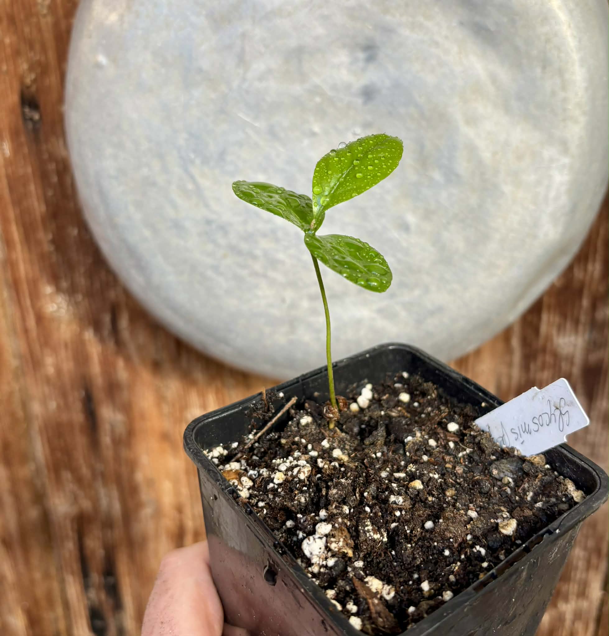 Glycosmis trifoliata - Orangeberry -  1 small seedling / 1 kleiner Sämling