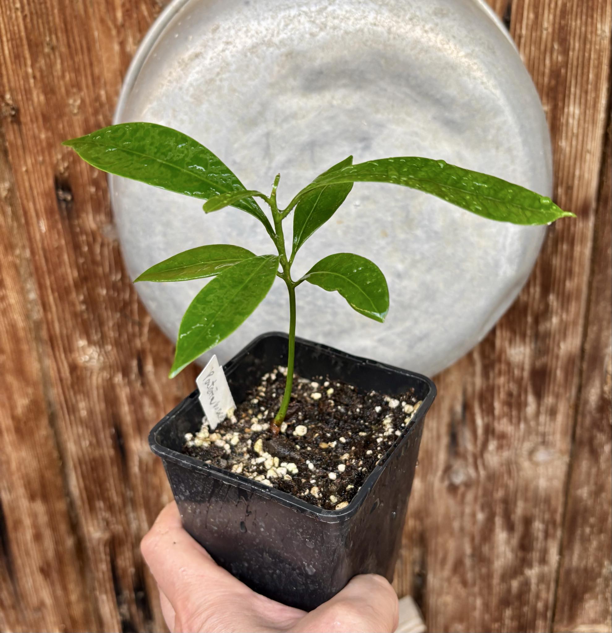 Pouteria macahensis - 1 potted seedling / 1 getopfter Sämling