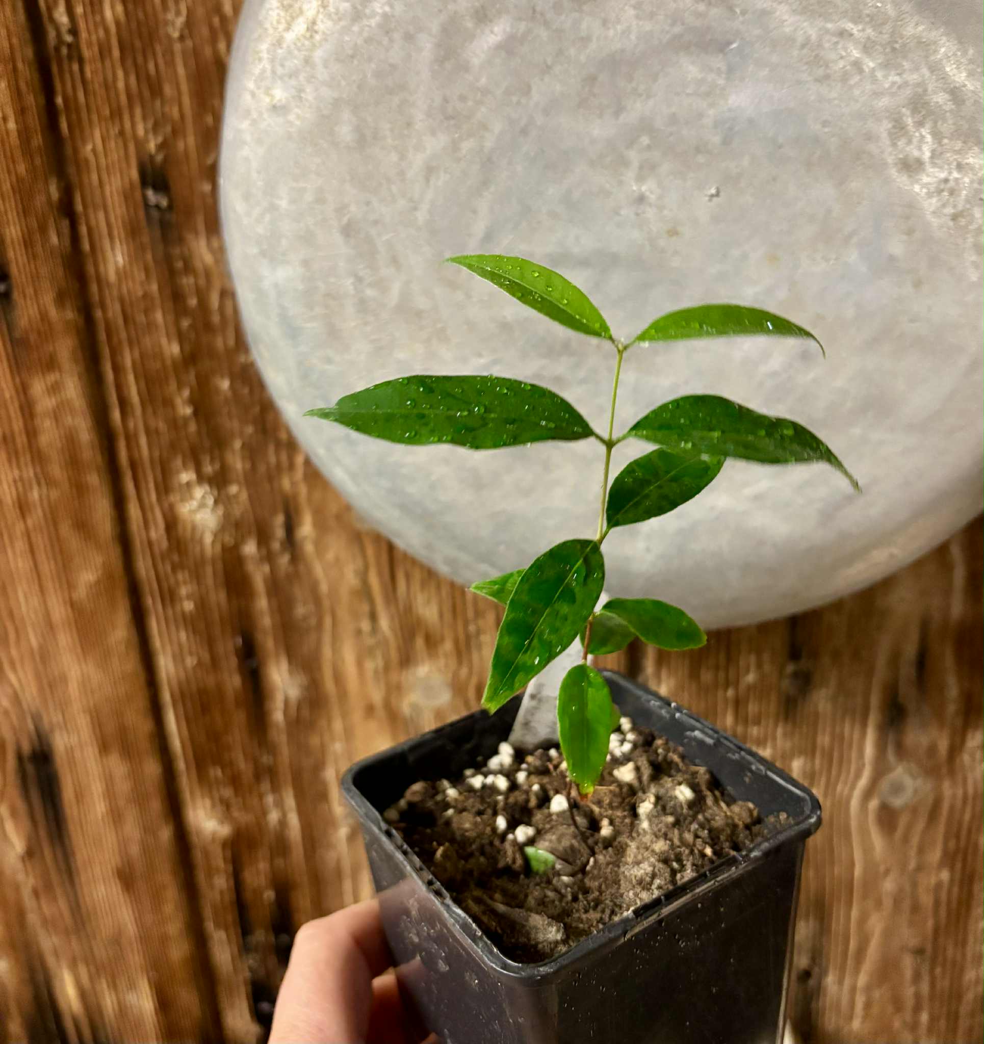 Uvaia do Visconde (Eugenia beaurepairiana) - potted seedling / 1 getopfter Sämling