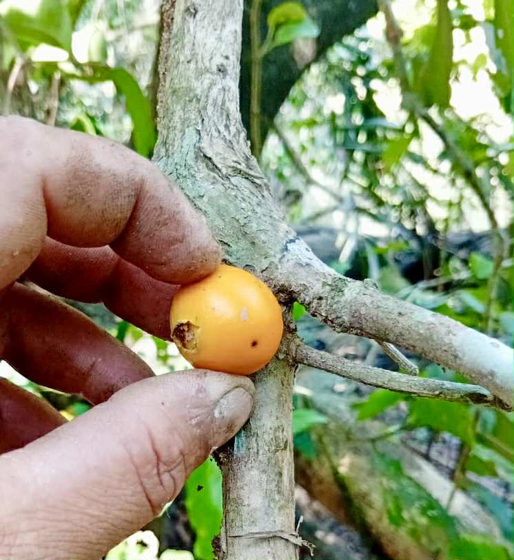 Mouriri sp Rondonia - 1 fresh seed / 1 frischer Samen