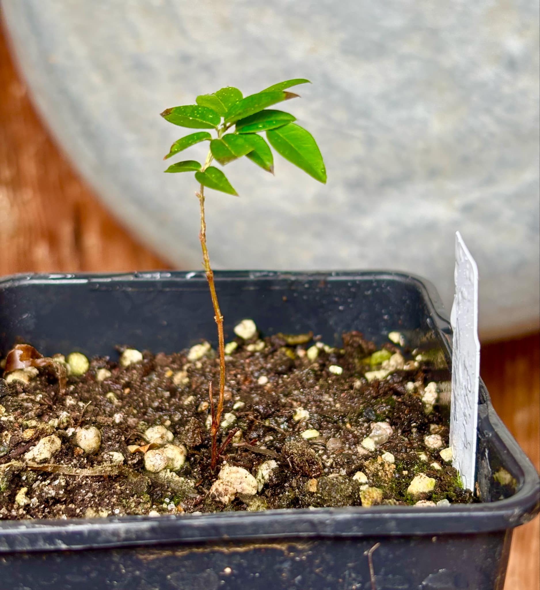 Plinia sp Cruz de Diamantina - 1 small potted plant/ 1 kleine, getopfte Pflanze