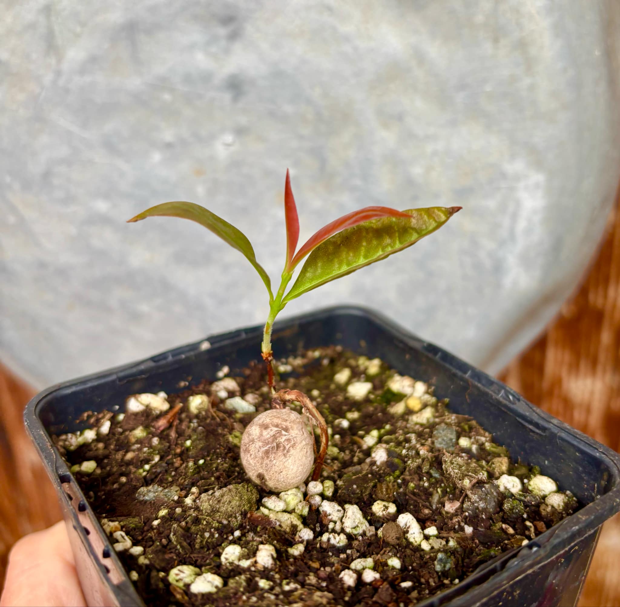 Cagaita var. "Brinco de Princesa" (Eugenia dysenterica) - 1 potted plant / 1 getopfte Pflanze