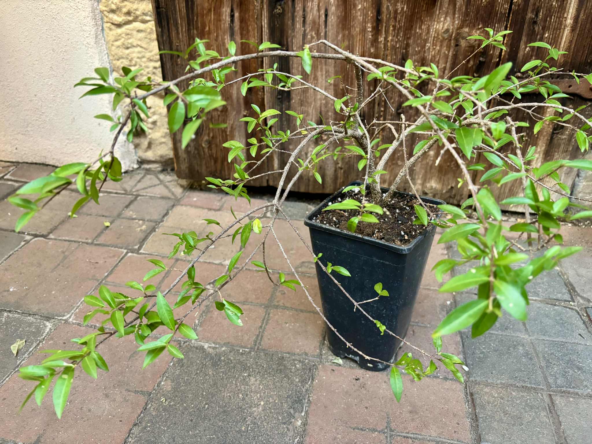 4 years old - Acerola (Malpighia glabra) - 1 potted plant / 1 getopfte Pflanze