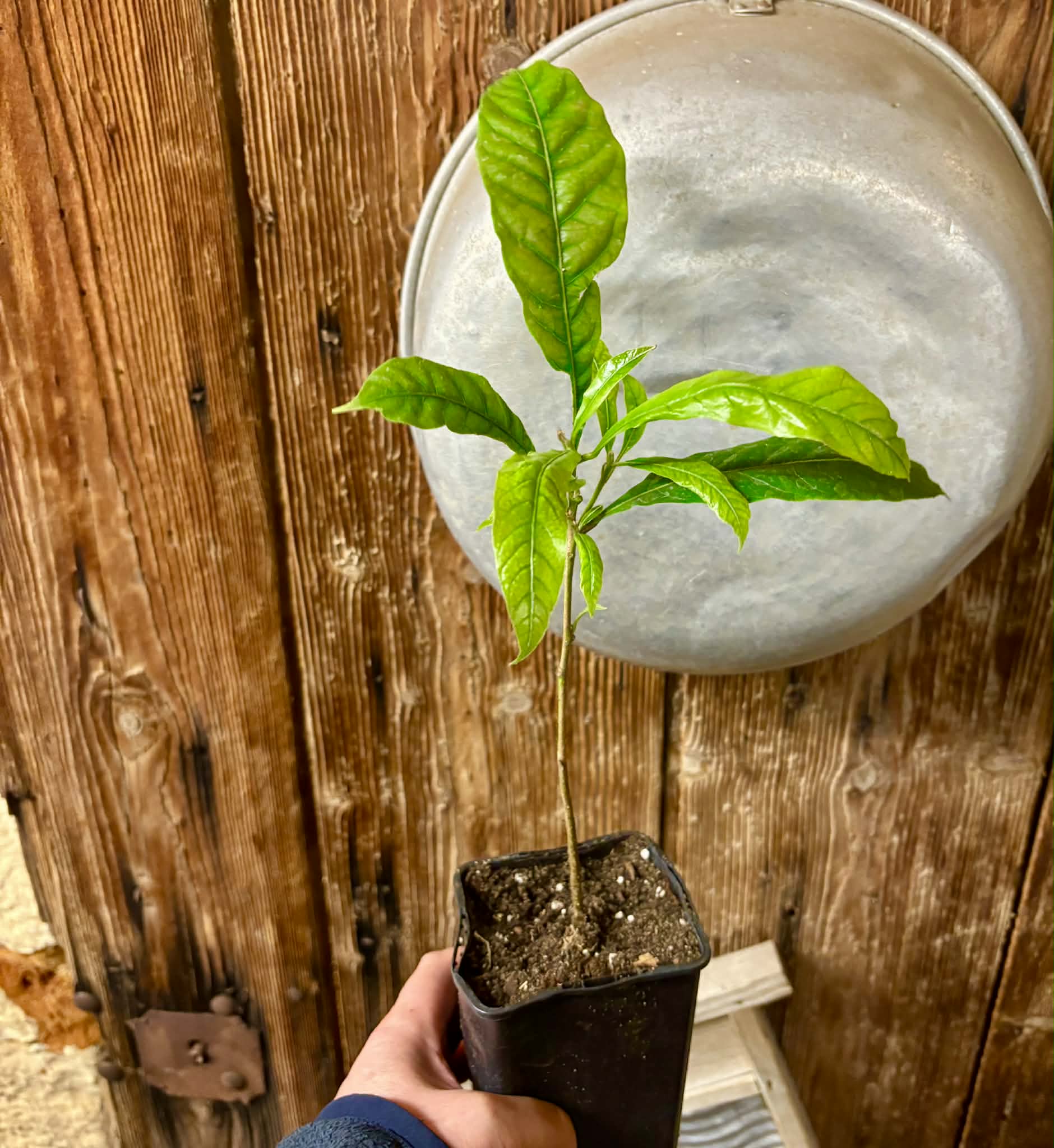 Abiu (Pouteria caimito) - 1 potted plant / 1 getopfte Pflanze