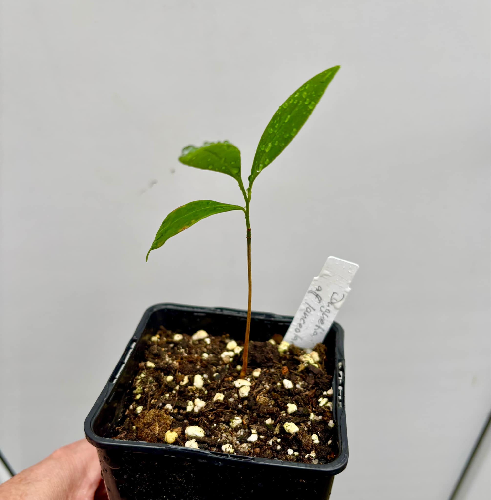 Duguetia lanceolata - Pindaiba - 1 small potted seedling / 1 kleiner, getopfter Sämling Duguetia lanceolata - Pindaiba - 1 small potted seedling / 1 kleiner, getopfter Sämling