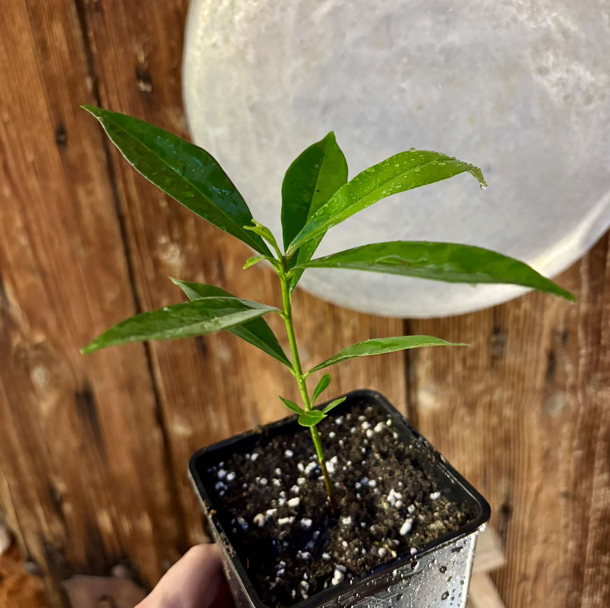 Syzygium cumini - 1 potted plant / 1 getopfte Pflanze