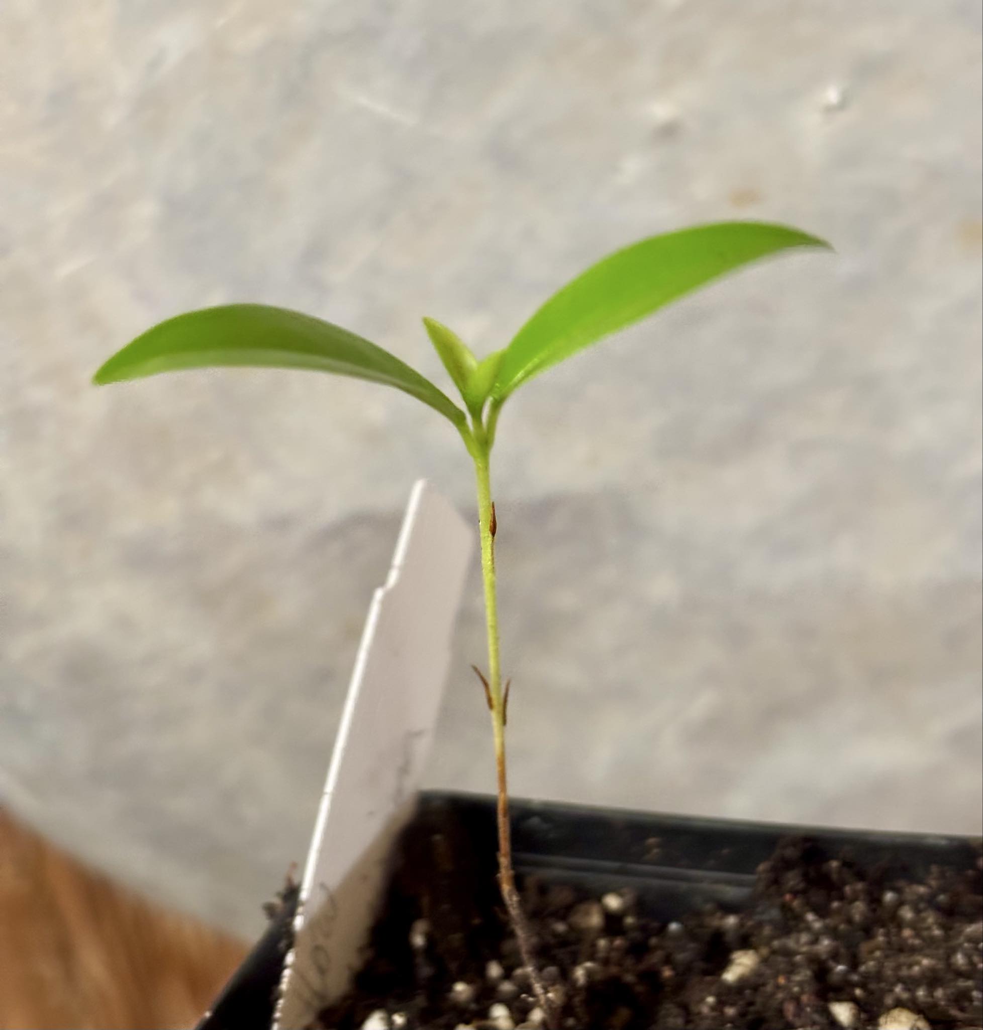 Yellow Grumixama (Eugenia brasiliensis var. leucocarpa) - 1 potted seedling / 1 getopfter Sämling