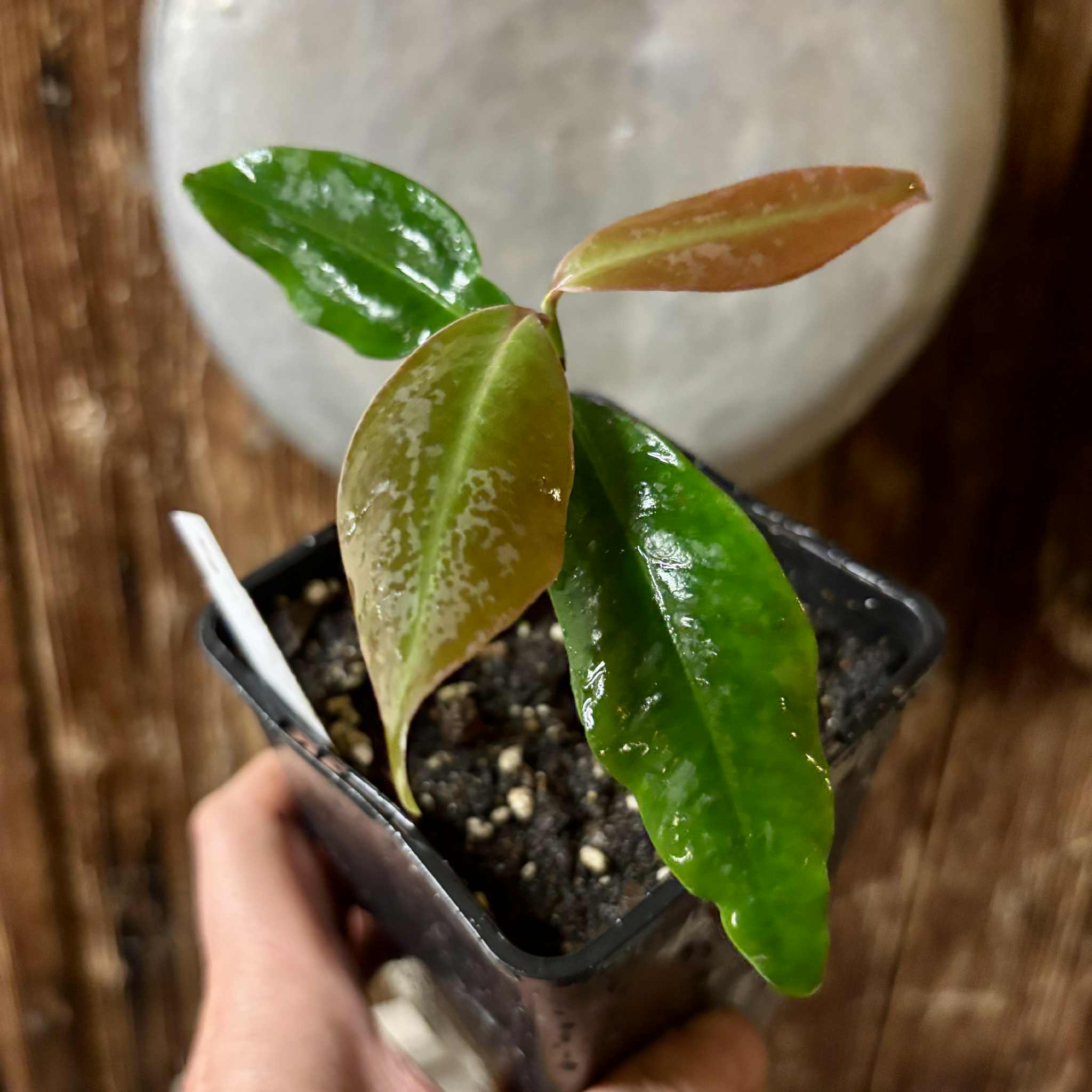 Stylogyne cauliflora - 1 potted seedling / 1 getopfter Sämling