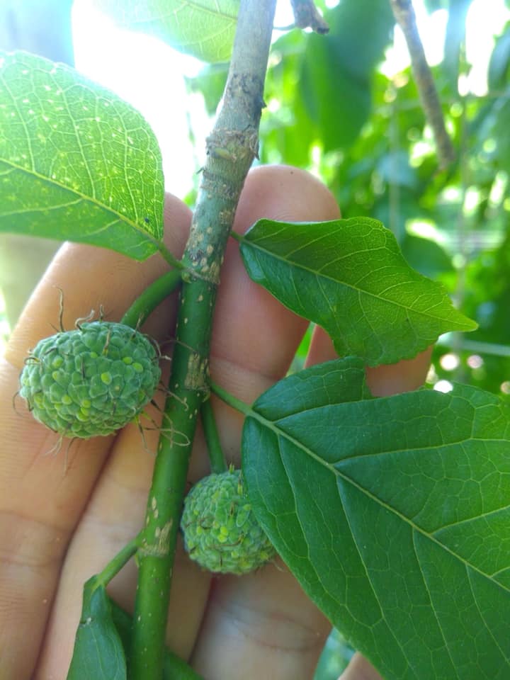 Green Che (Maclura tinctoria) - 5 fresh seeds / 5 frische Samen