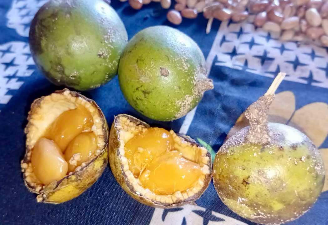 only one available - Achocon (Leonia glycycarpa) - 1 germinated seed / 1 gekeimter Samen