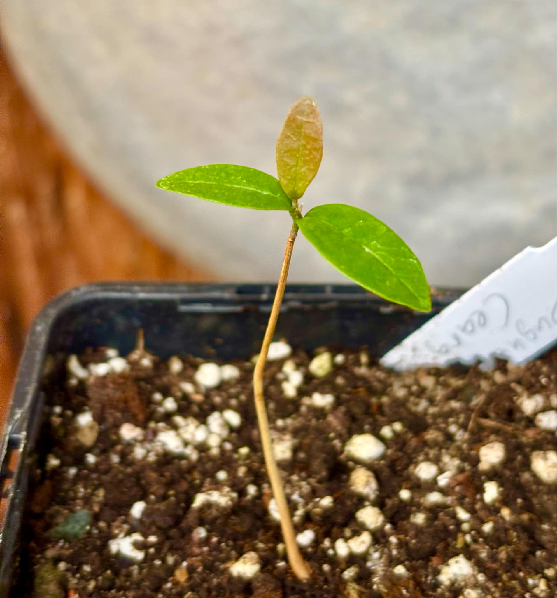 Duguetia sp Ceara - 1 small potted seedling / 1 kleiner, getopfter Sämling