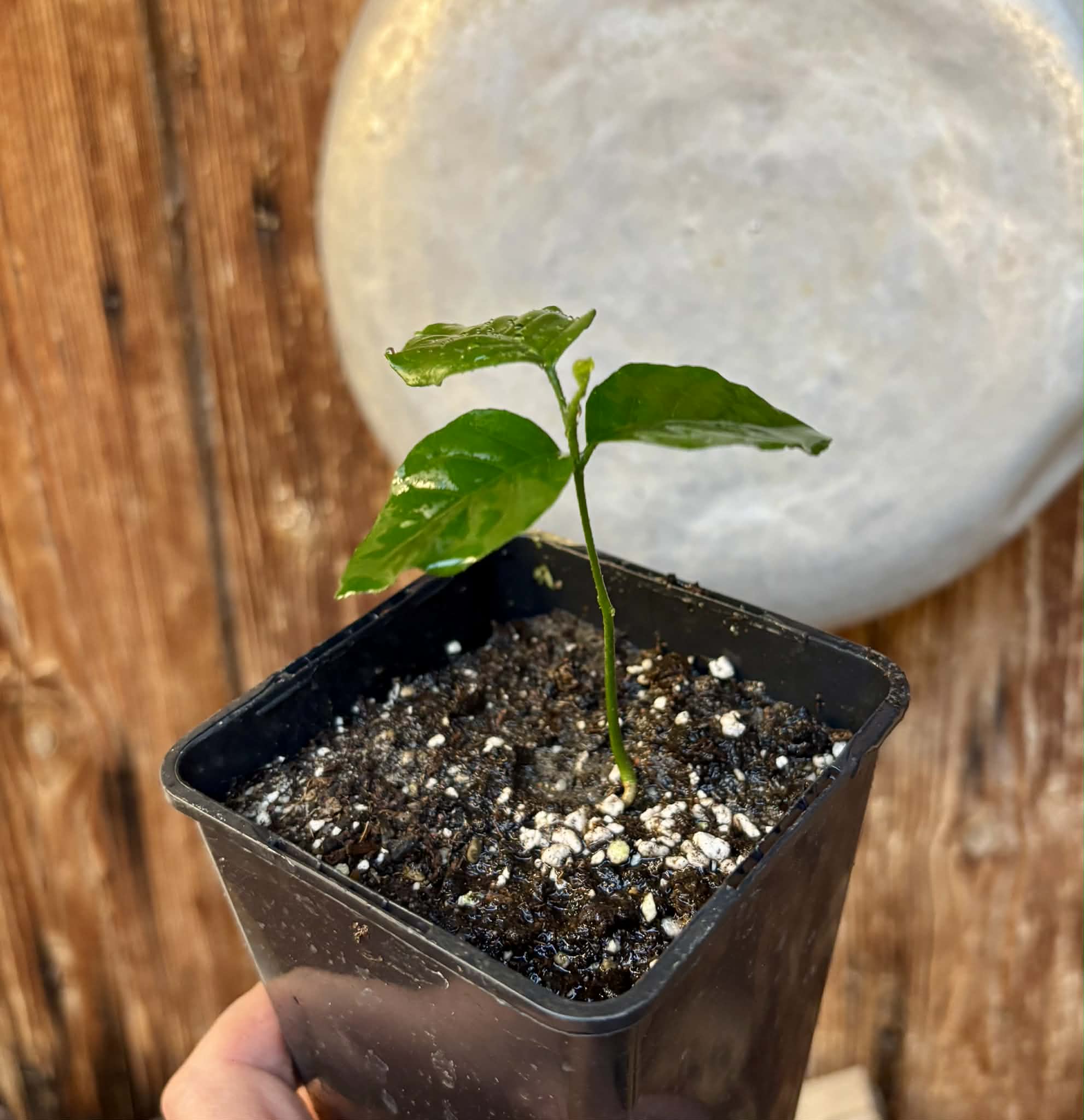 Wampee (Clausena lansium) - 1 small potted seedling / 1 kleiner, getopfter Sämling
