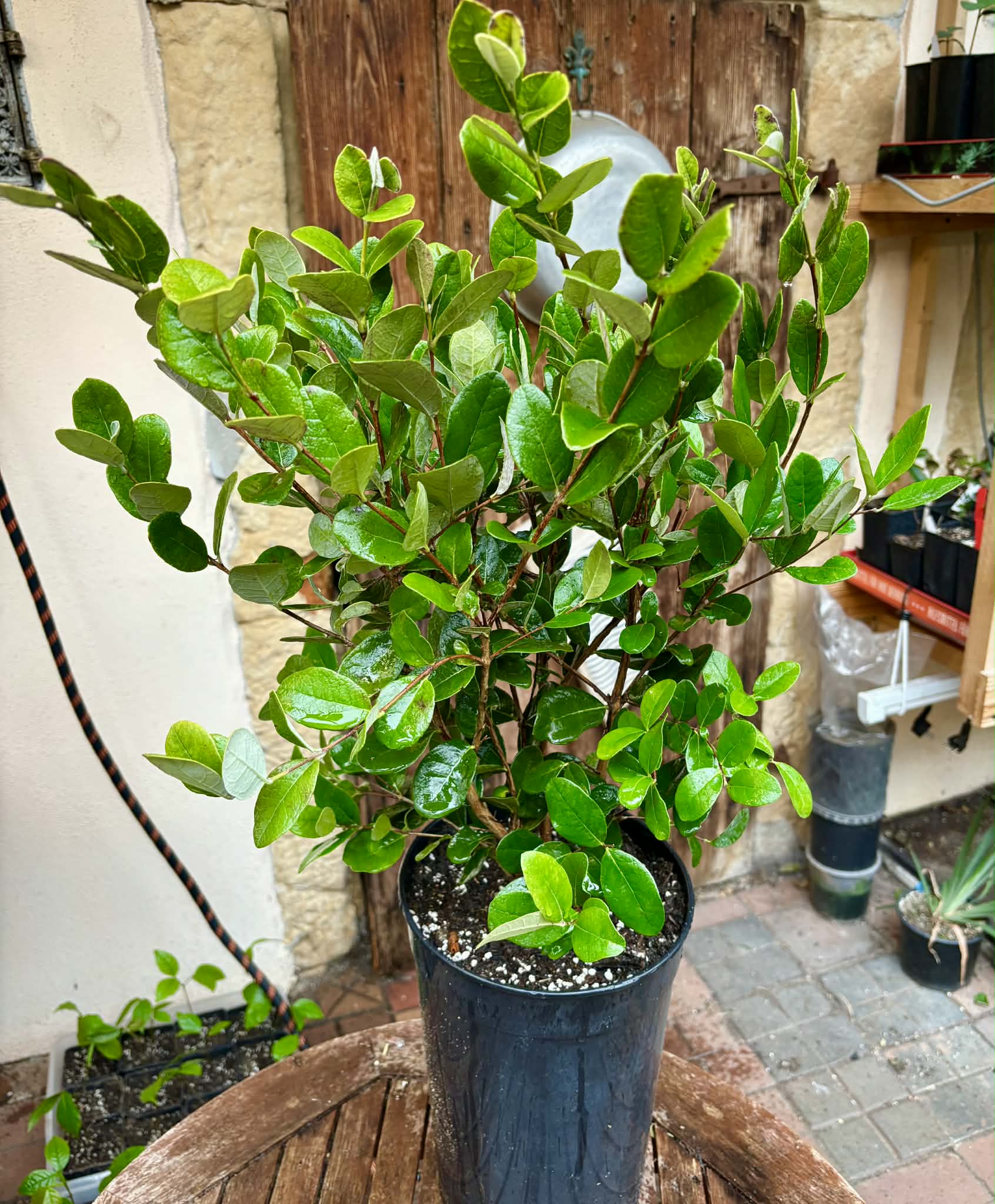 4 years old - Feijoa (Acca sellowiana)  - 1 potted plant / 1 getopfte Pflanze
