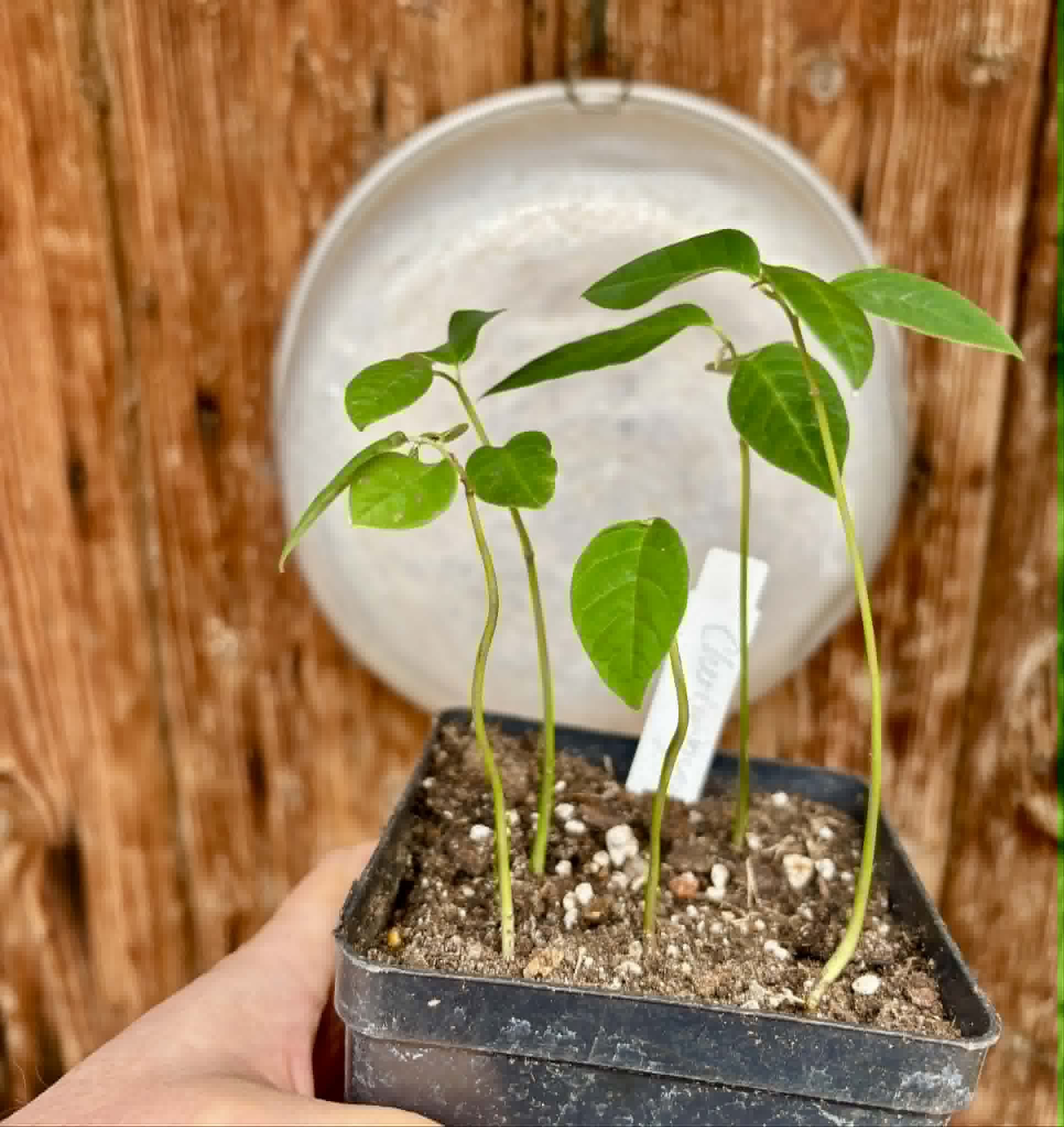 5 in 1 pot - Cherimoya var. Fino de Jete (Annona cherimola) - 5 seedlings in one pot / 5 Sämlinge in einem Topf