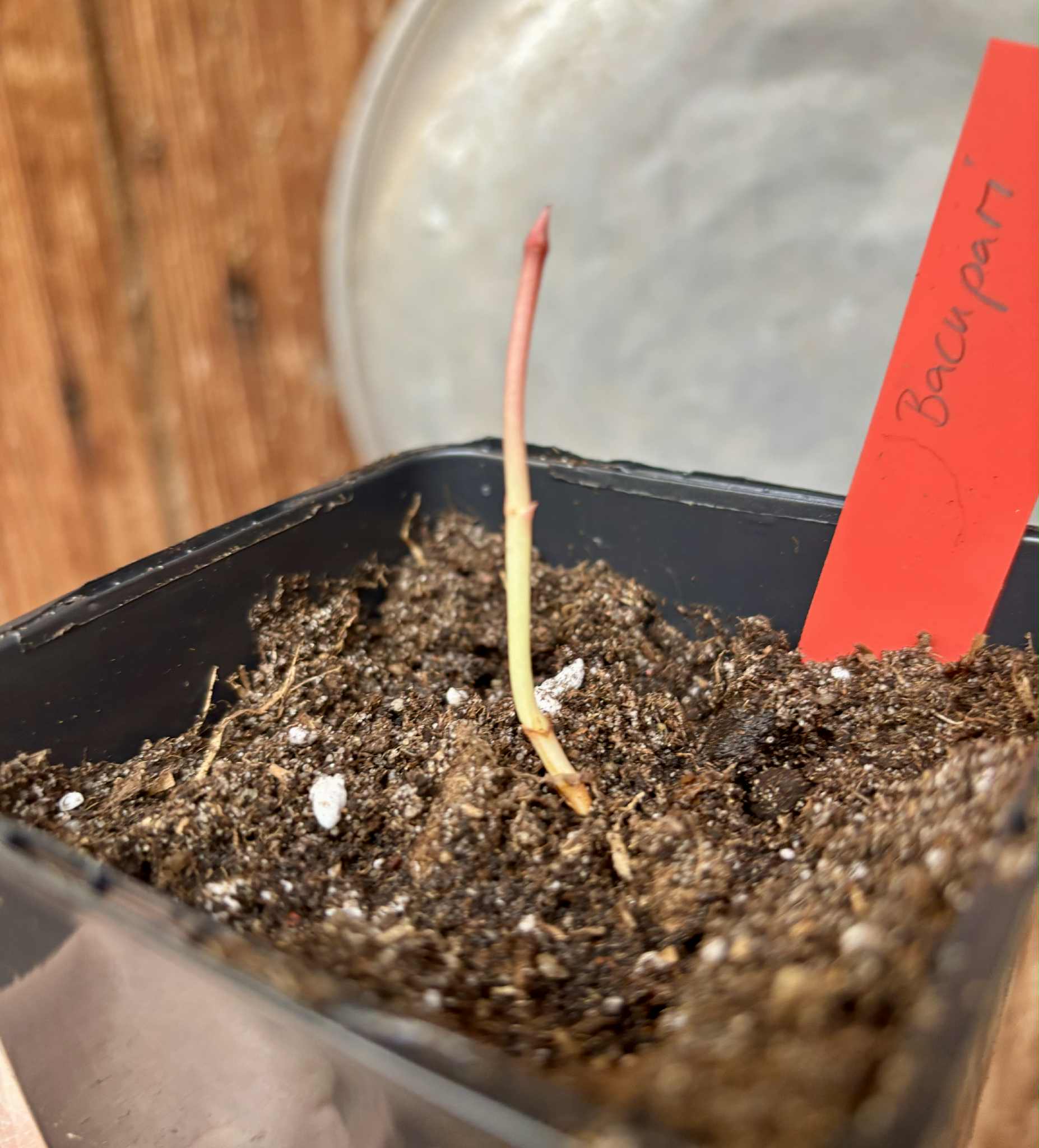 Bacupari (Garcinia brasiliensis) -  1 potted seedling / 1 getopfter Sämling