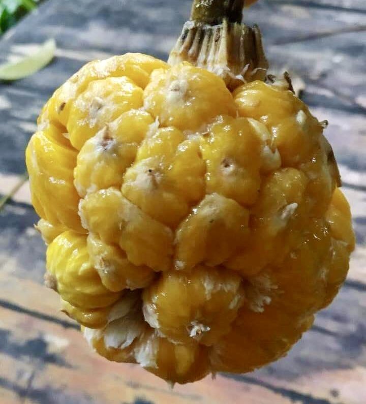 Artocarpus rigidus  -  1 fresh seed / 1 frischer Samen