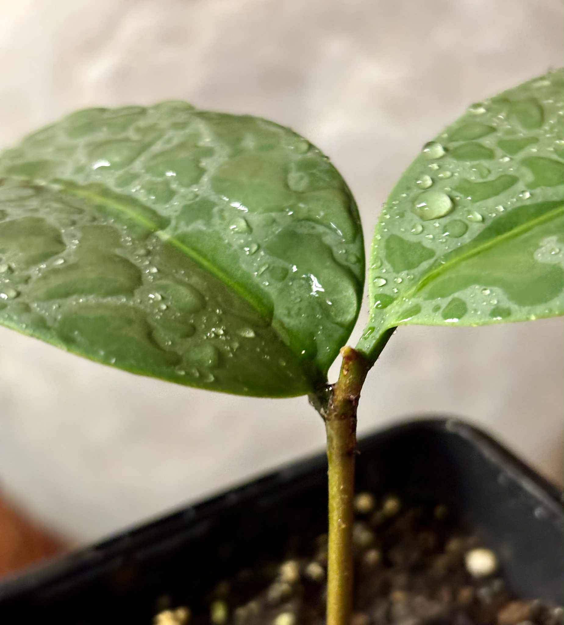 Eugenia sp Unana -  1 potted seedling / 1 getopfter Sämling