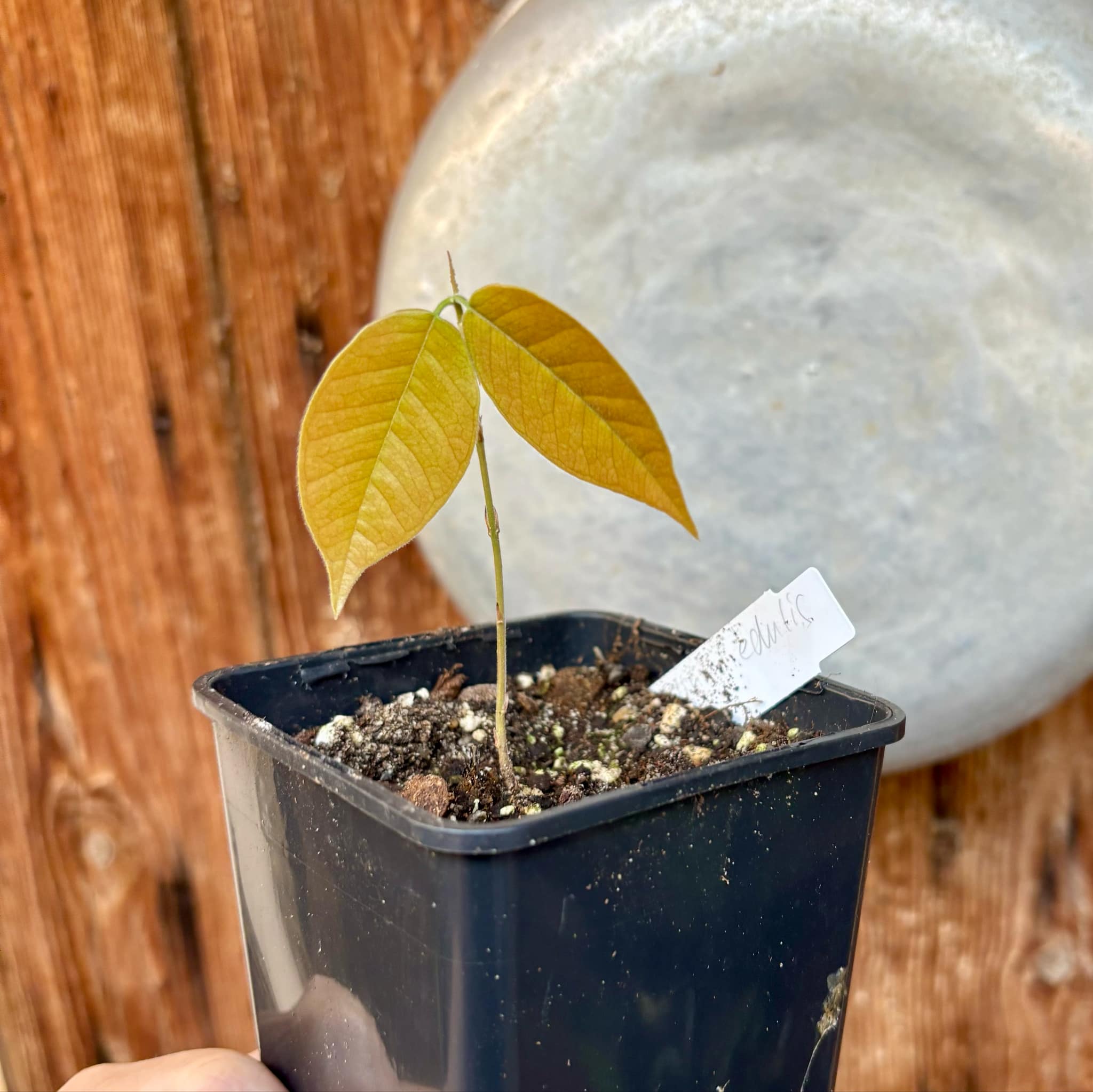 Plinia edulis - 1 small potted seedling / 1 kleiner, getopfter Sämling
