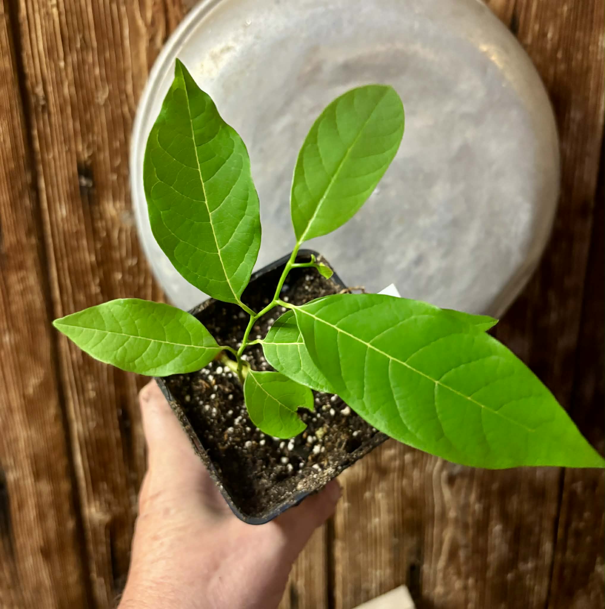 Atemoya African Pride - 1 potted seedling / 1 getopfter Sämling