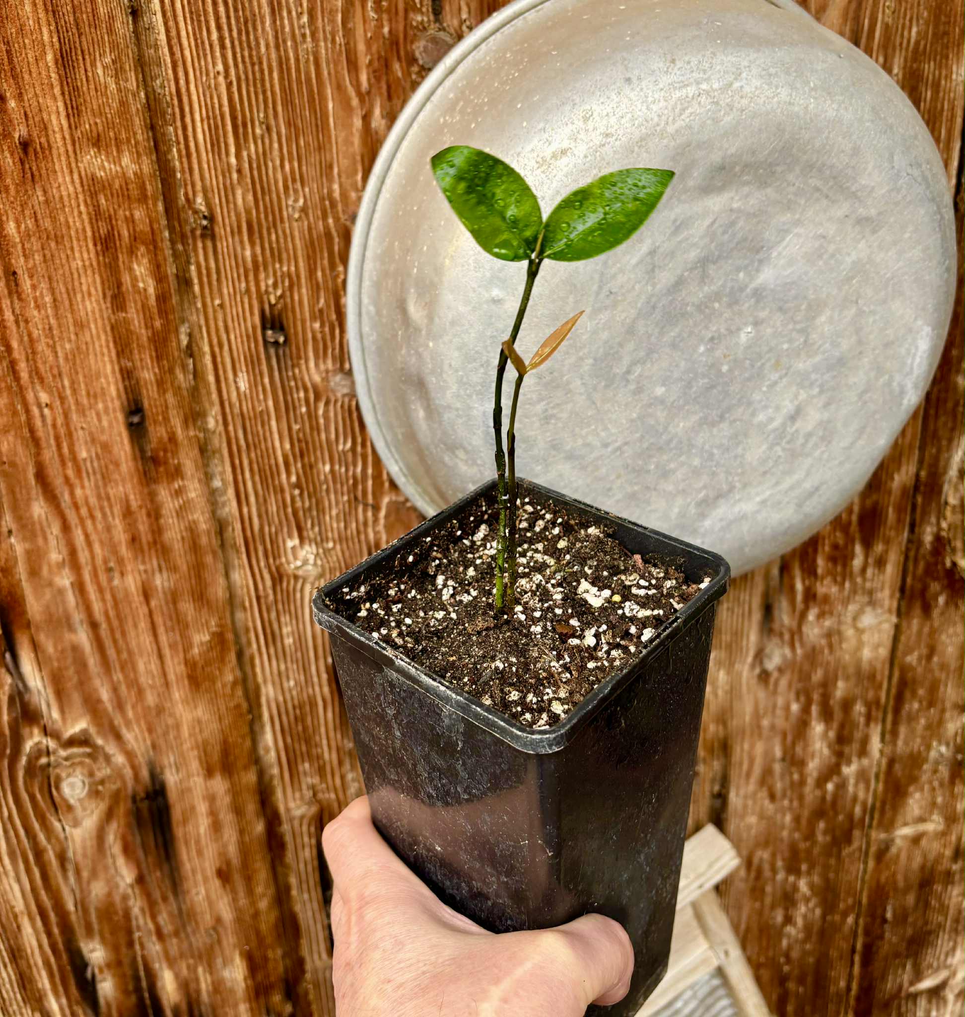 Garcinia  mangosteen - Mangosteen / Mangostane - 1 potted plant / 1 getopfte Pflanze 