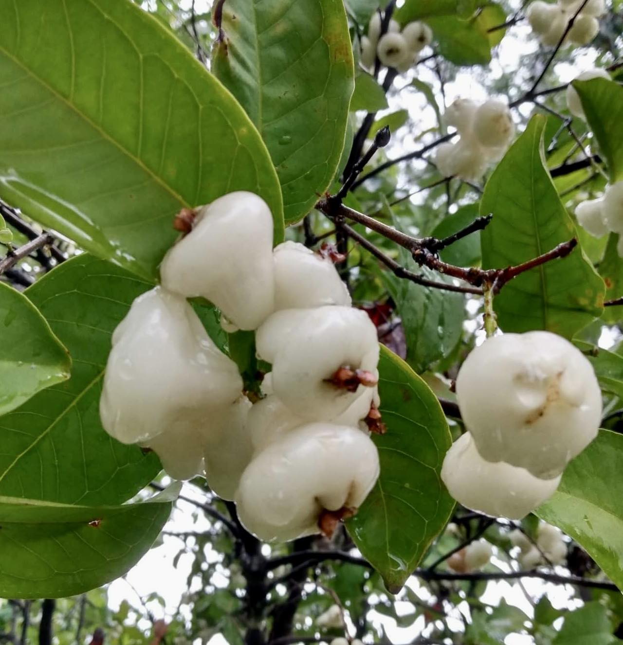 Syzygium aqueum - Water Apple - 1 rooted cutting - 1 bewurzelter Steckling