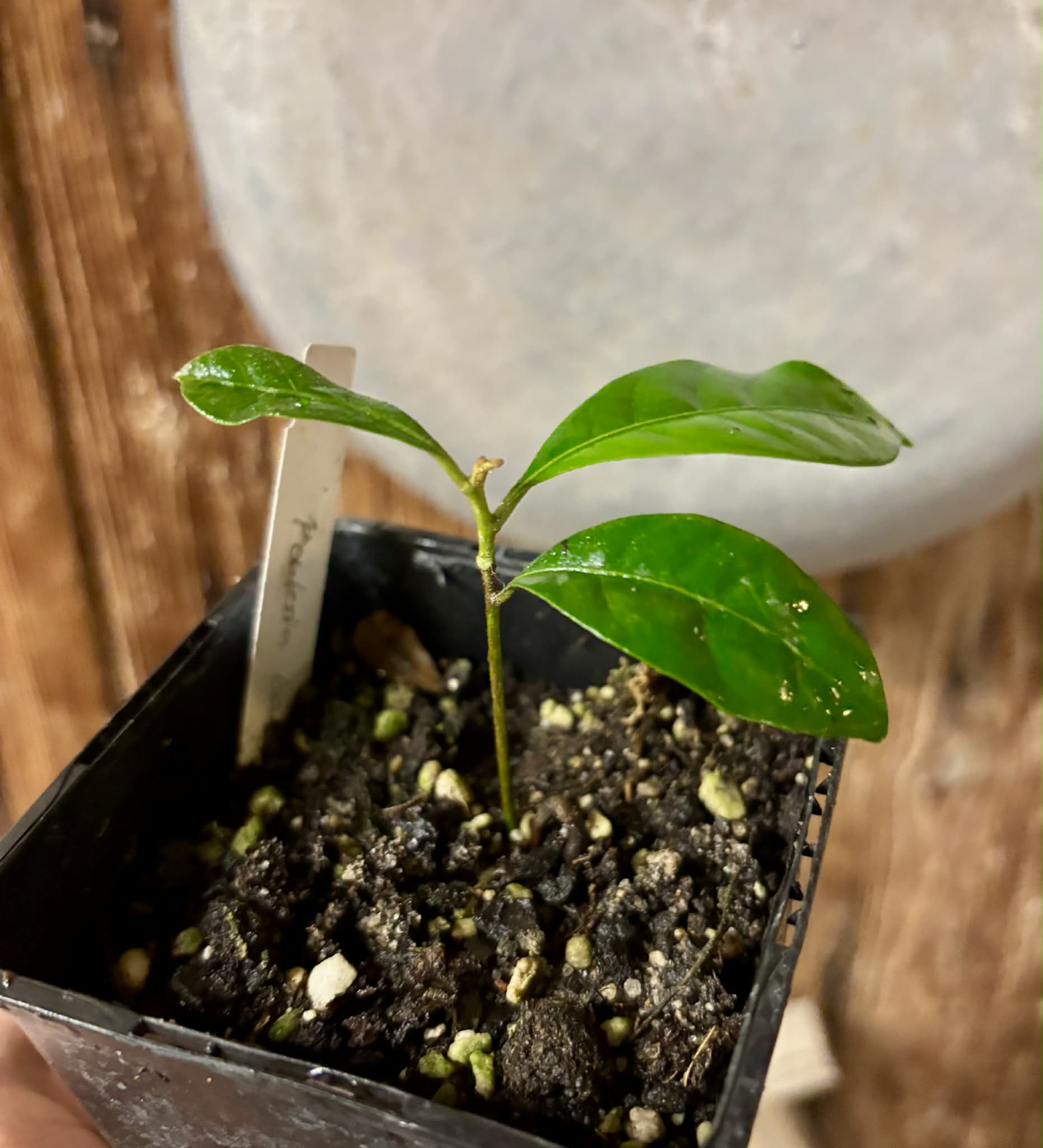 Pouteria bangii - 1 potted plant / 1 getopfte Pflanze