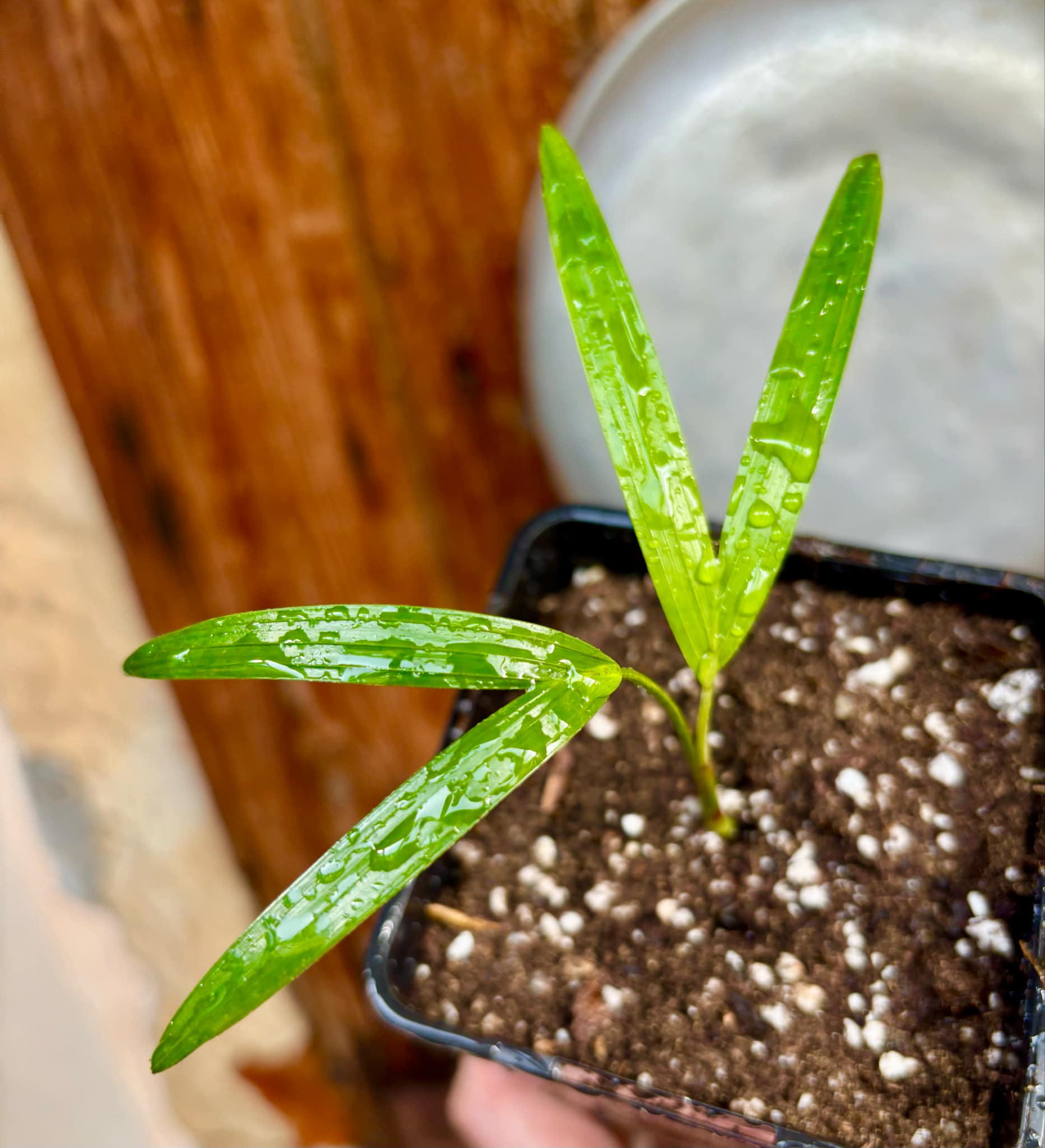 Palm Adonidia merrillii -  1 potted plant / 1 getopfte Pflanze