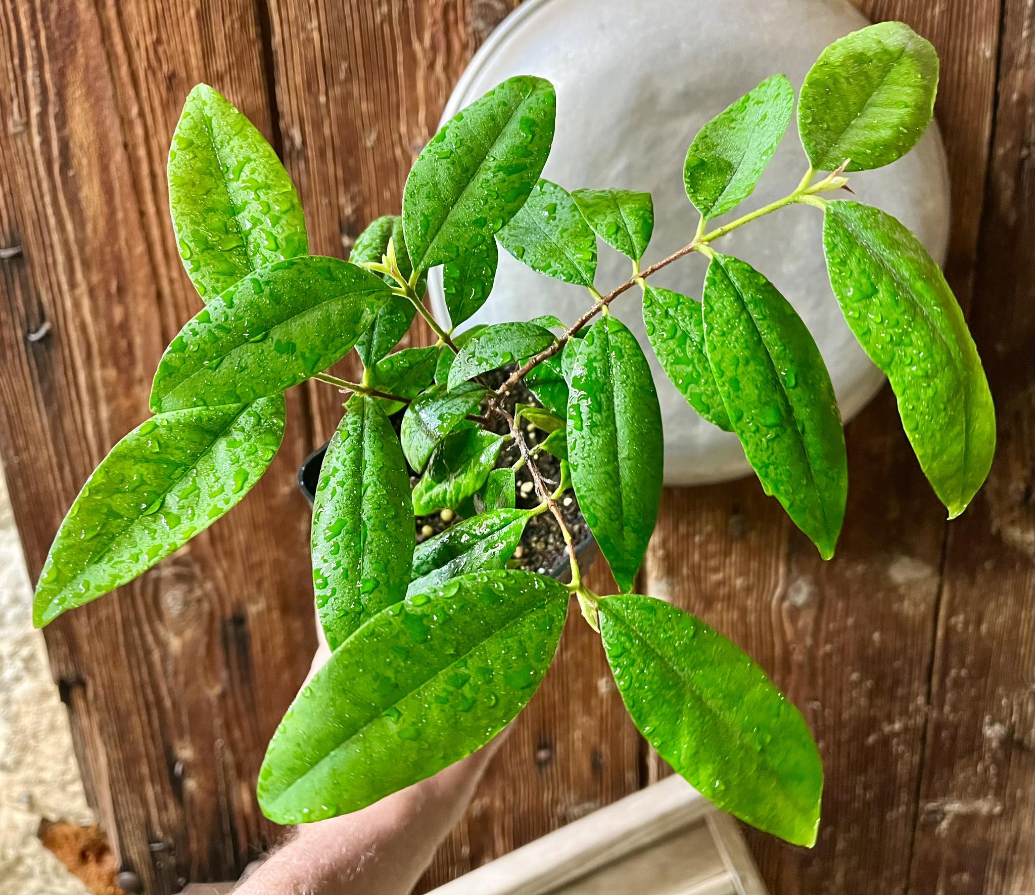 Eugenia disperma - 1 potted plant / 1 getopfte Pflanze
