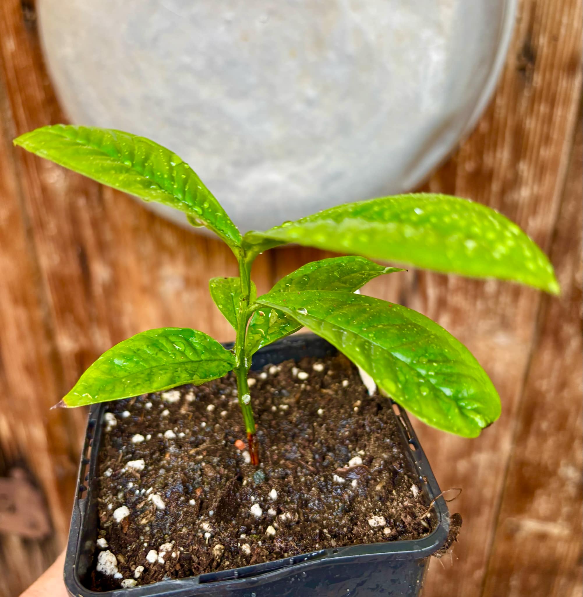 Gowok (Syzygium polycephalum) - 1 small potted seedling / 1 kleiner, getopfter Sämling