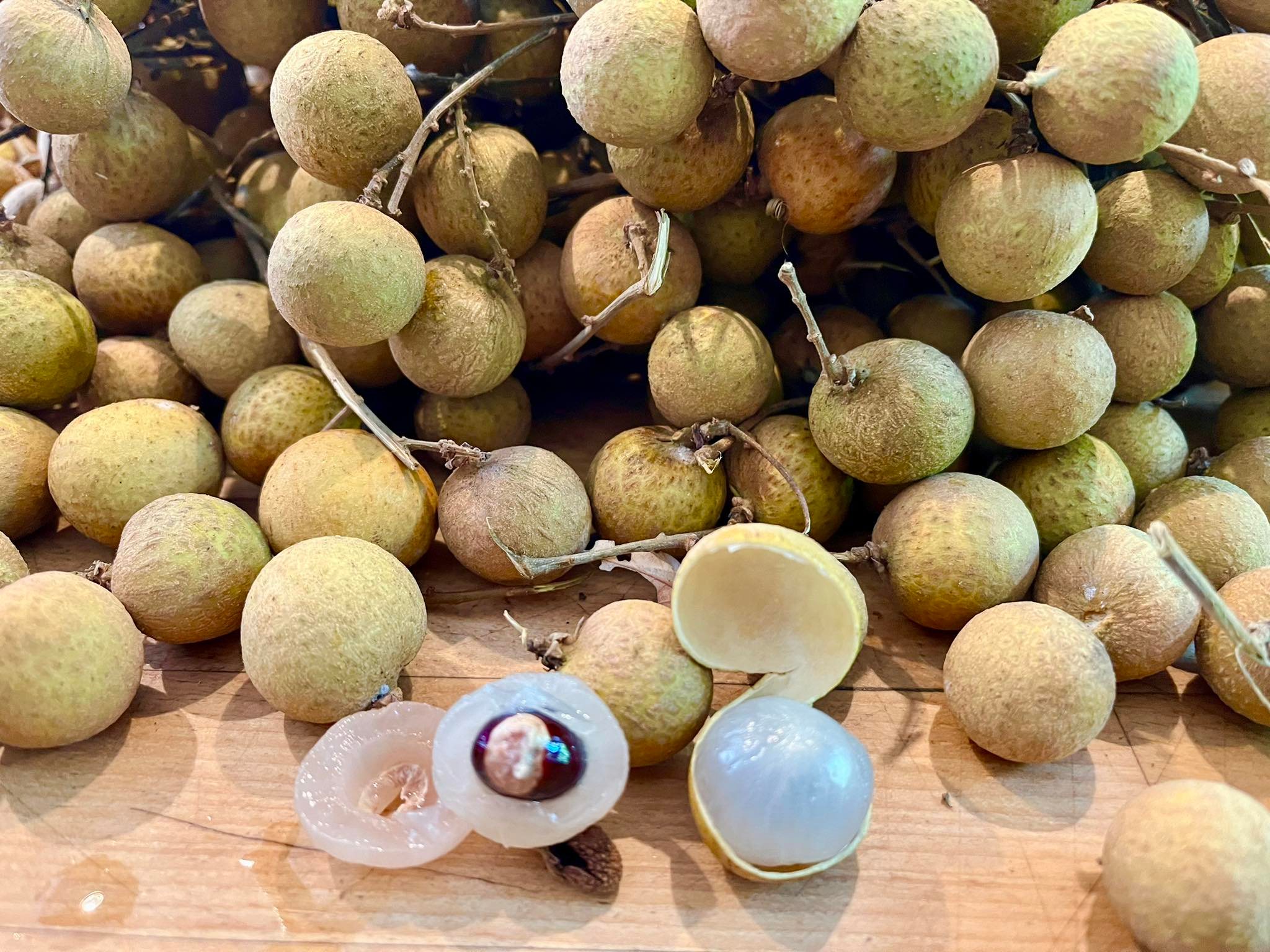 3 years old - Longan (Dimocarpus longan) - 1 potted plant / 1 getopfte Pflanze