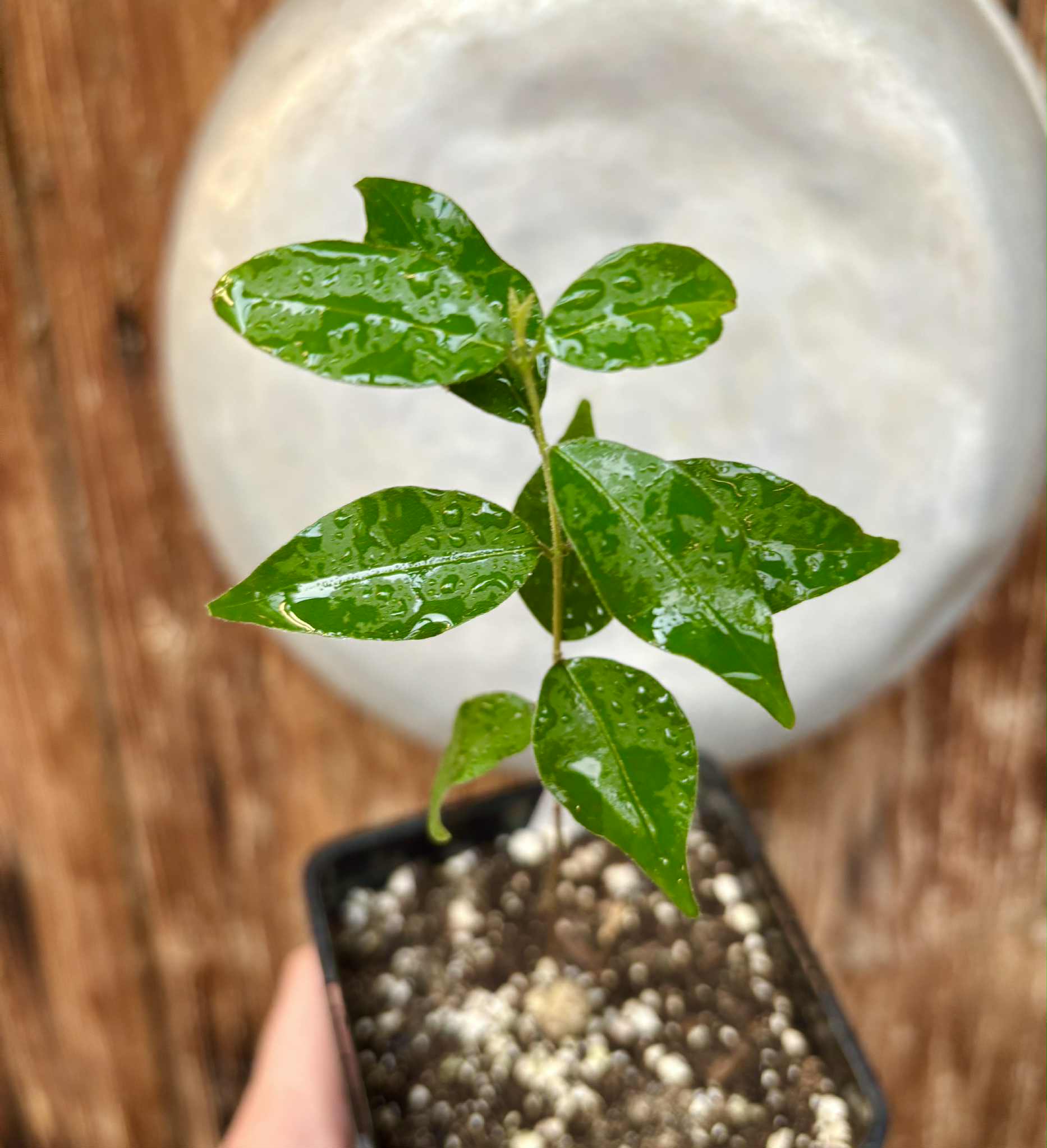 Eugenia sp Guajuba suave -  1 potted seedling / 1 getopfter Sämling
