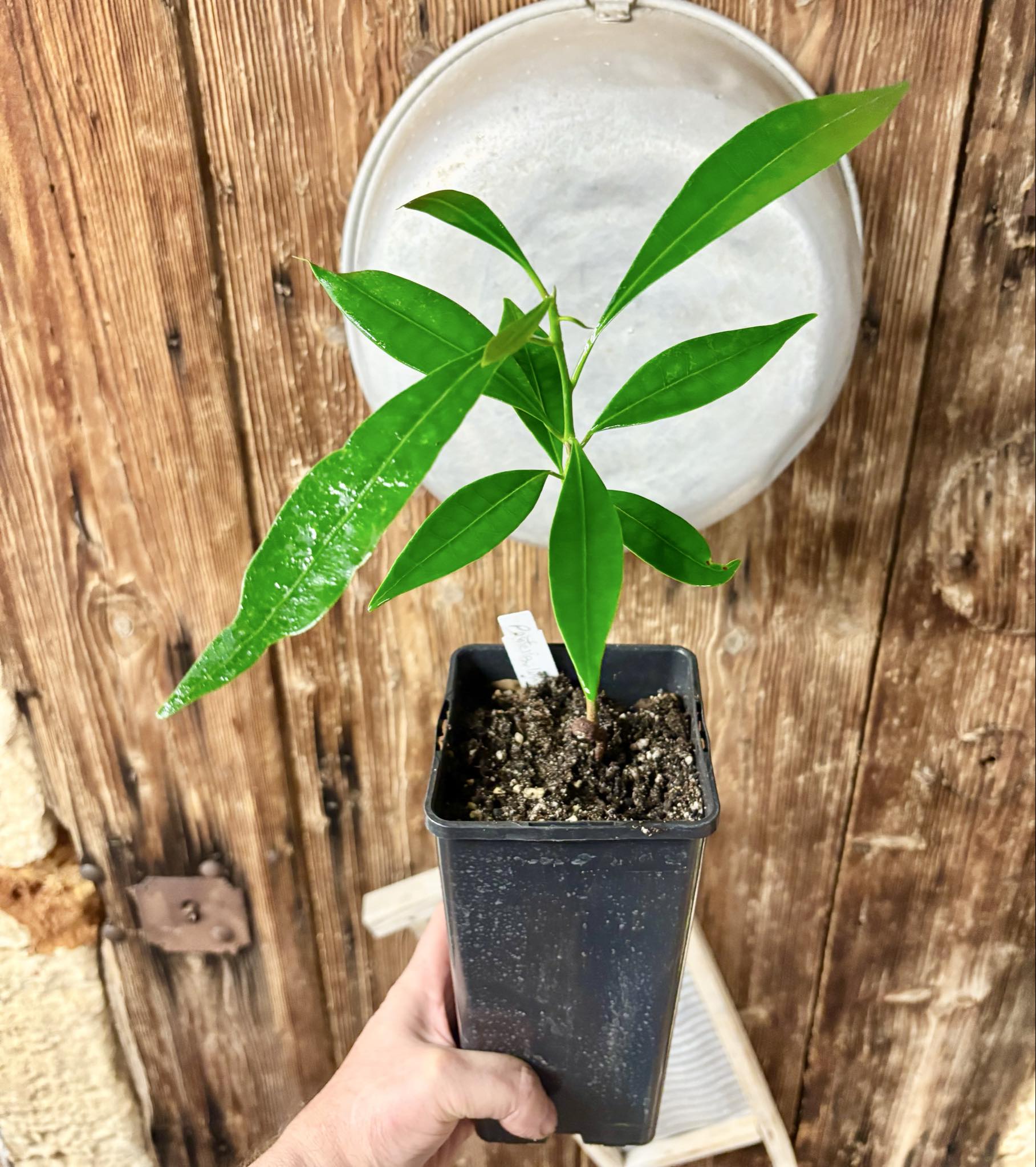 Pouteria macahensis - 1 potted seedling / 1 getopfter Sämling Pouteria macahensis - 1 potted seedling / 1 getopfter Sämling