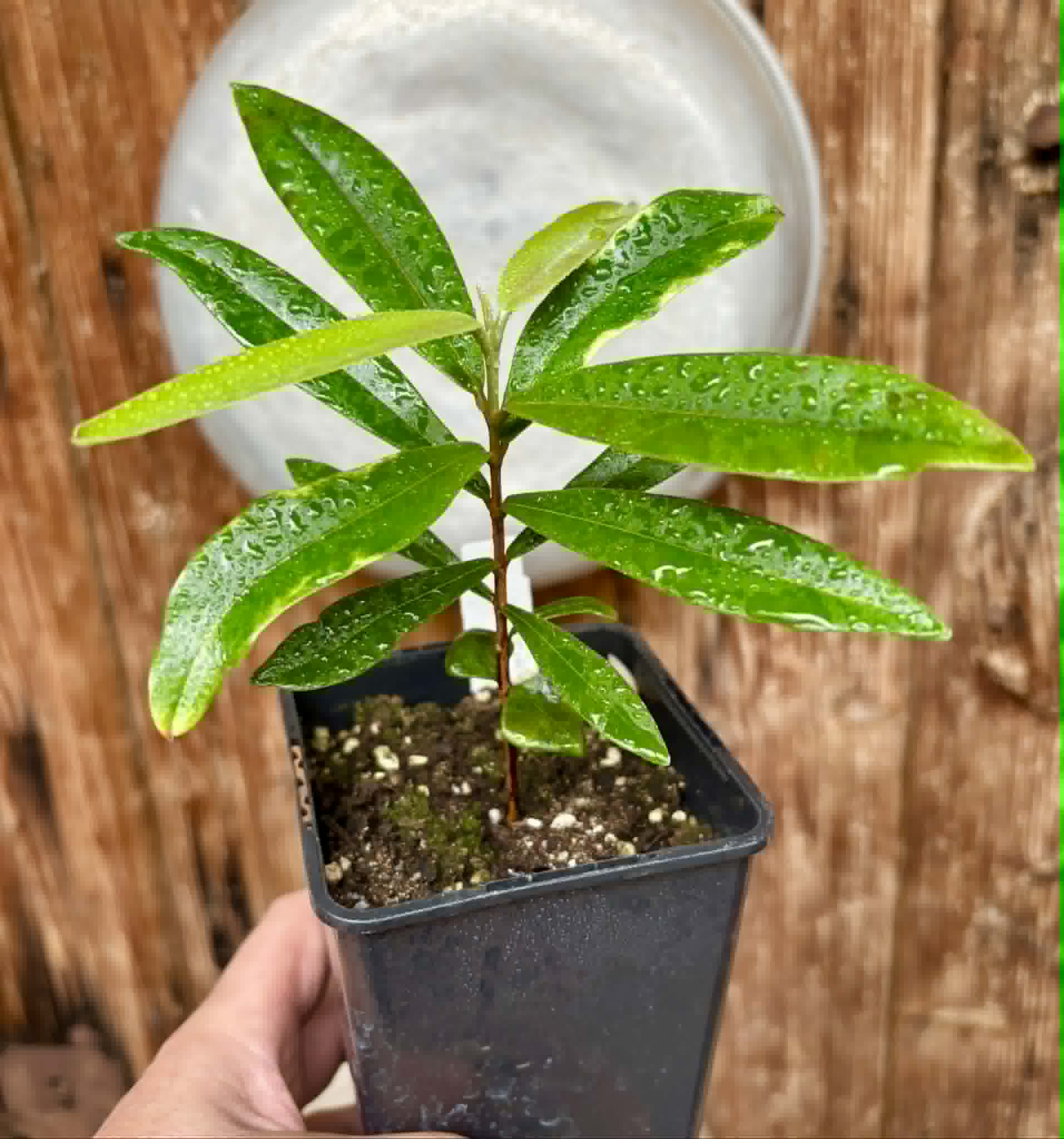 Myrcia luschnathiana -  1 potted seedling / 1 getopfter Sämling