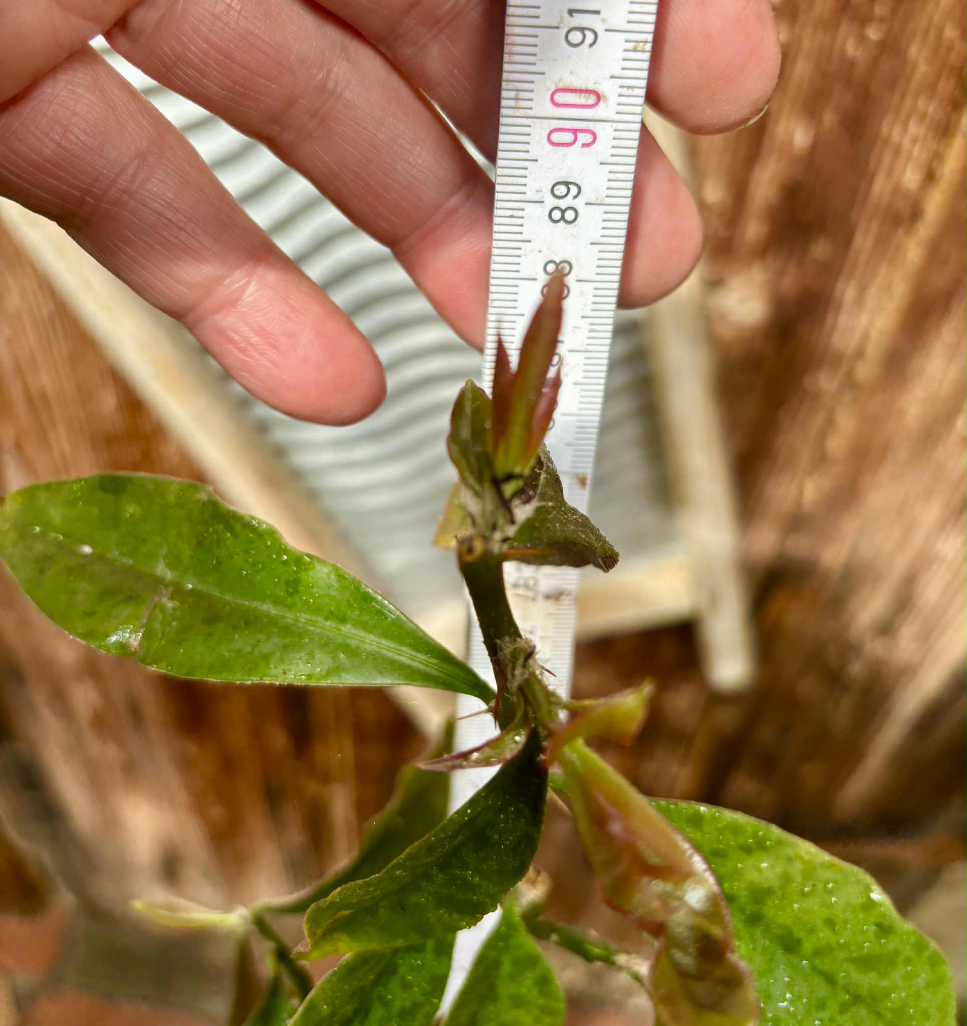 0.9m plant - Barbados Gooseberry - Pereskia aculeata - 1 potted plant / 1 getopfte Pflanze 0.9m plant - Barbados Gooseberry - Pereskia aculeata - 1 potted plant / 1 getopfte Pflanze