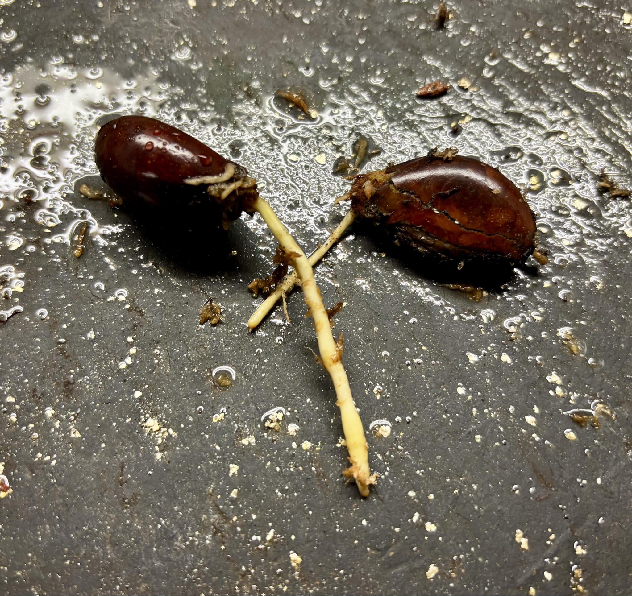 Canistel (Lucuma campechiana) - 1 fresh seed / 1 frischer Samen