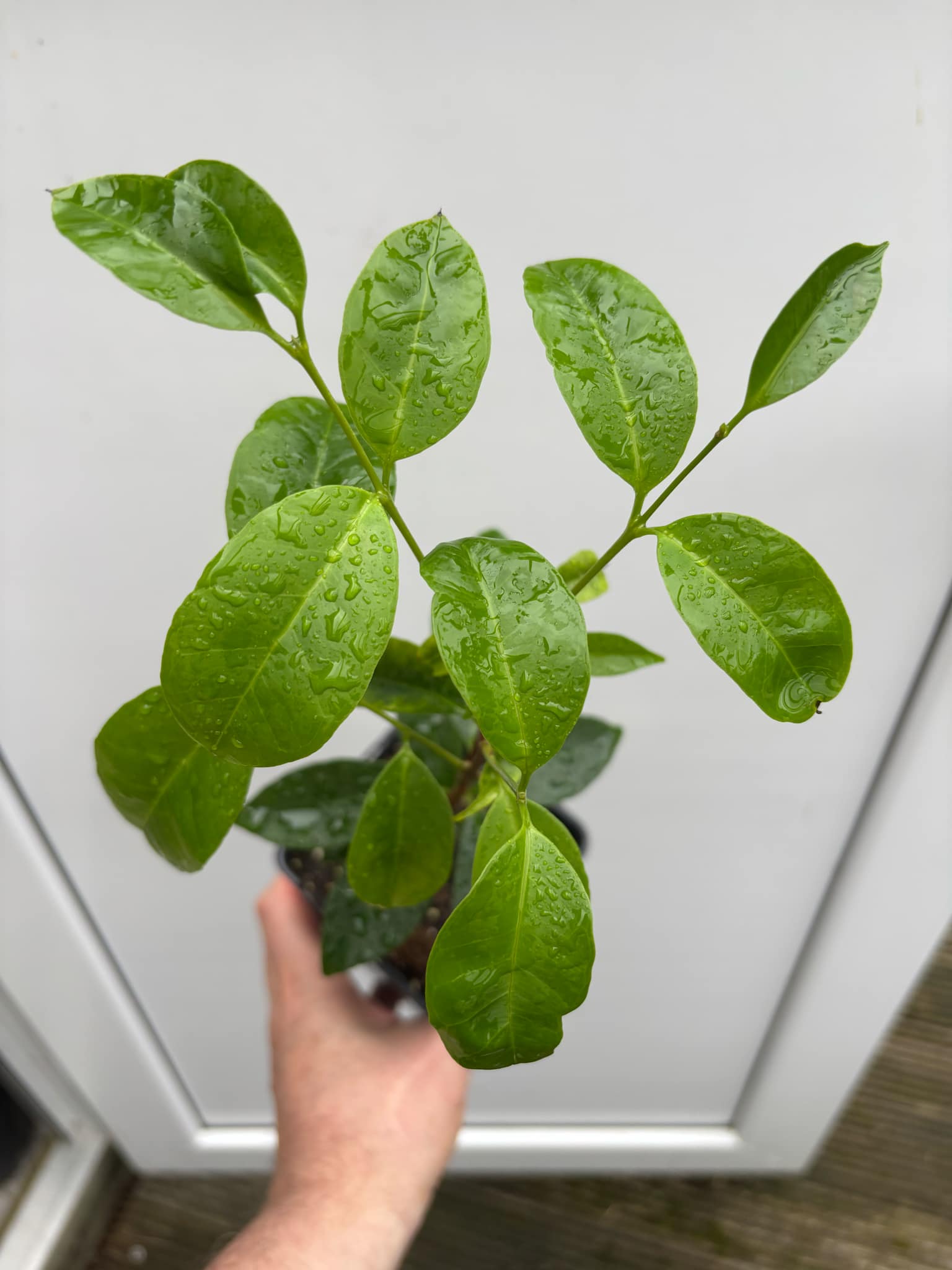 Eugenia flamingensis - 1 potted seedling / 1 getopfter Sämling