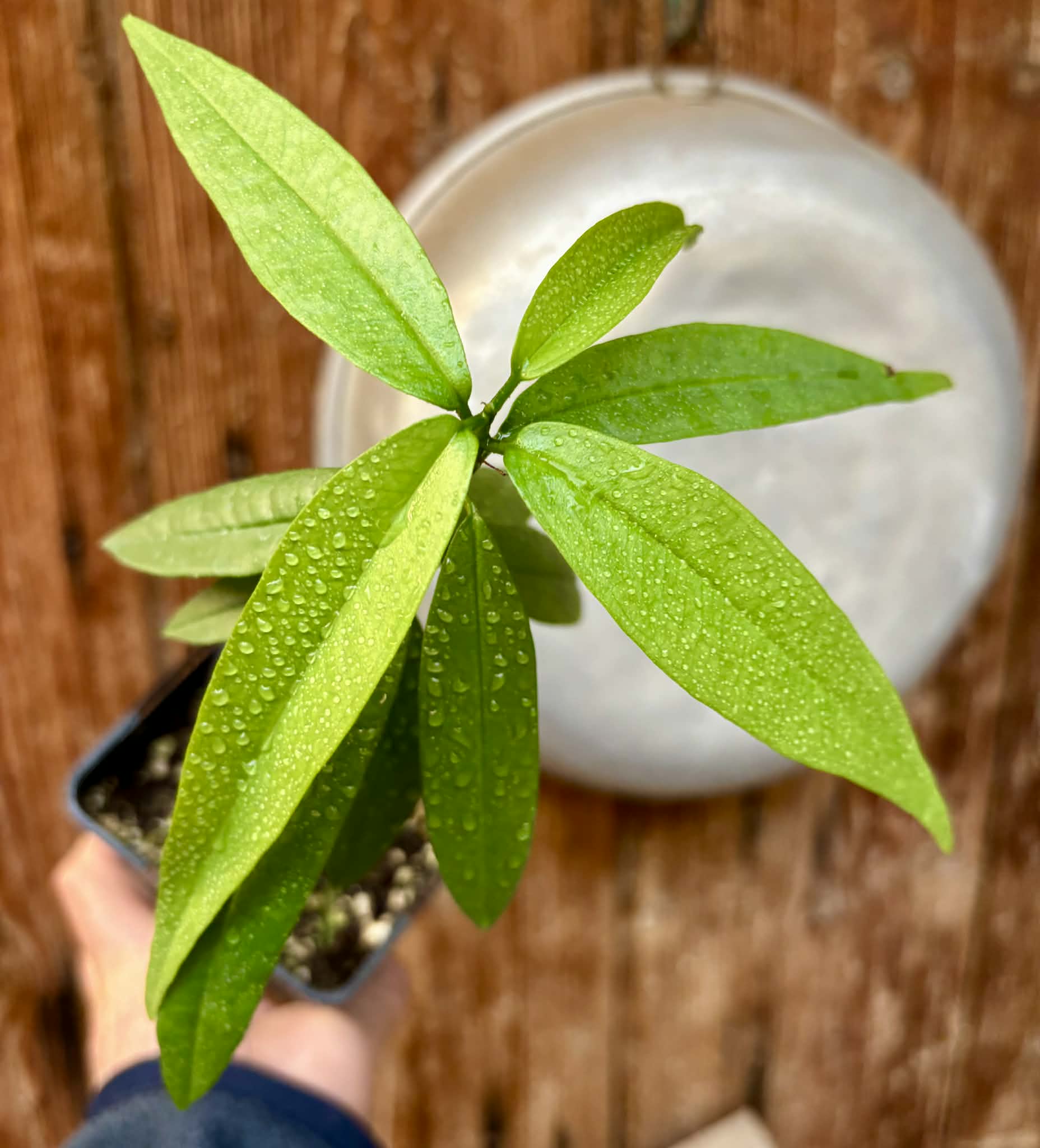 Eugenia bahiensis var. Sementes pintada  - 1 potted plant / 1 getopfte Pflanze