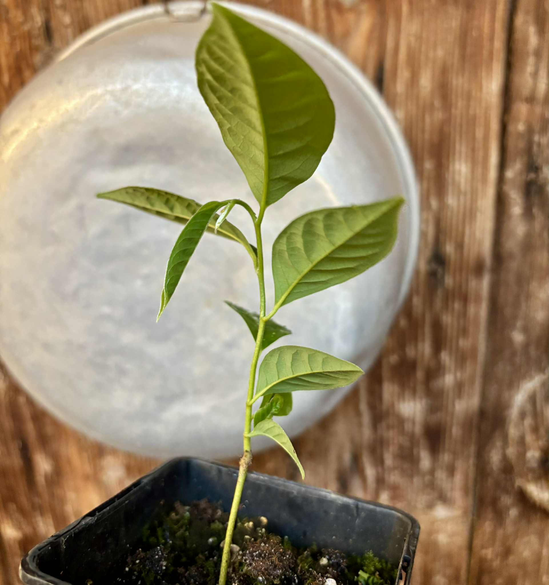 Cymbopetalum brasiliensis - 1 potted seedling / 1 getopfter Sämling