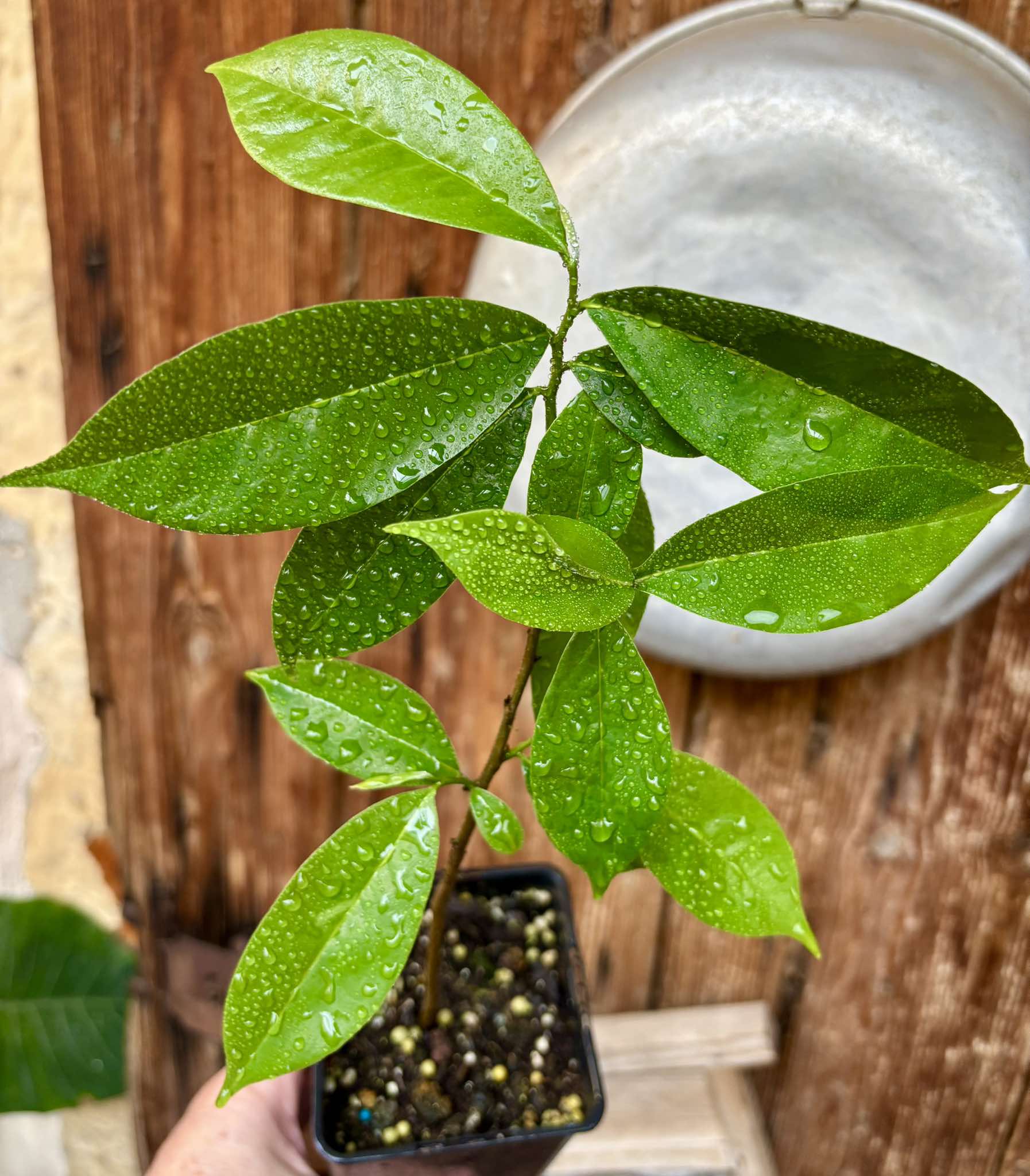 Annona muricata - Soursop / Stachelannone fiberless - 1 potted plant / 1 getopfte Pflanze